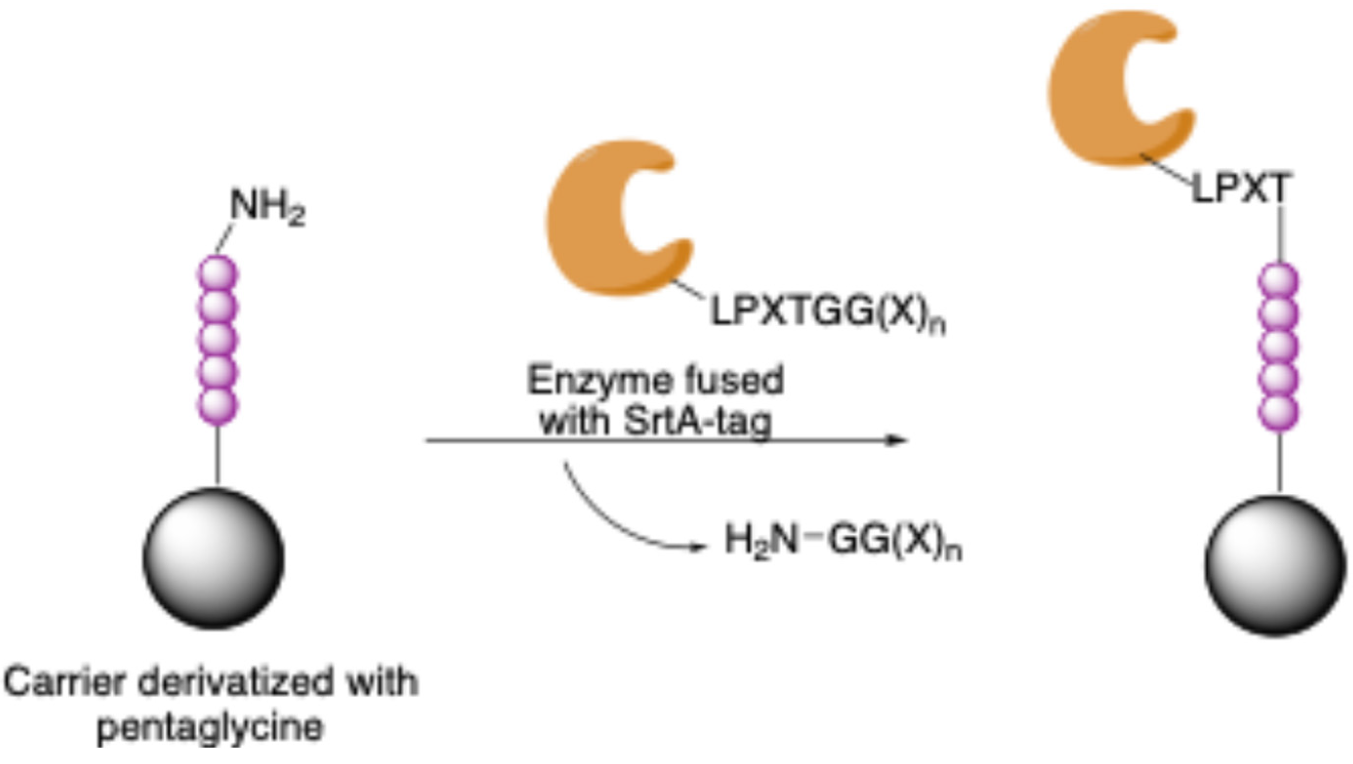 Molecules 30 00939 sch014