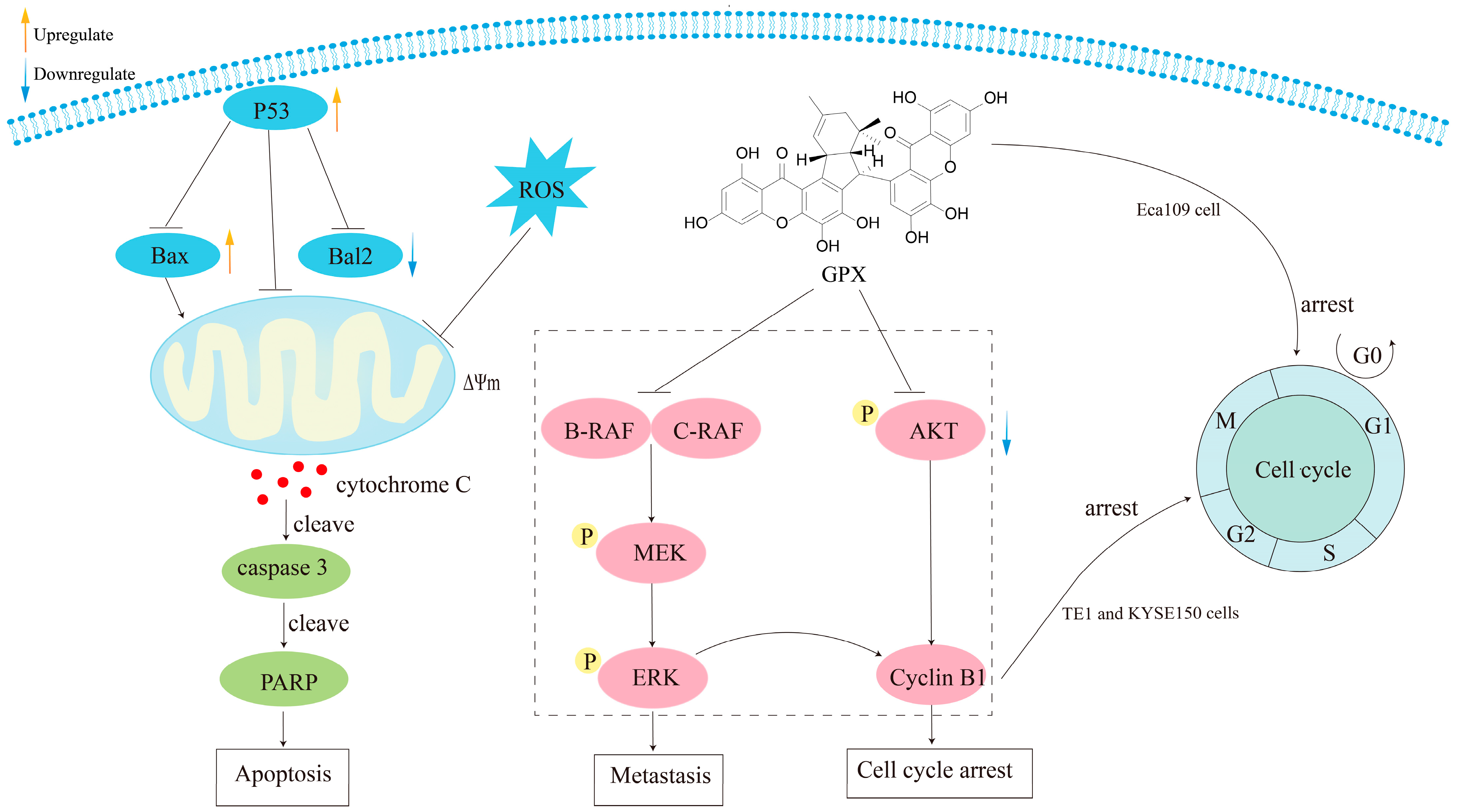 Molecules 30 00967 g017 Molecules 30 00967 g017