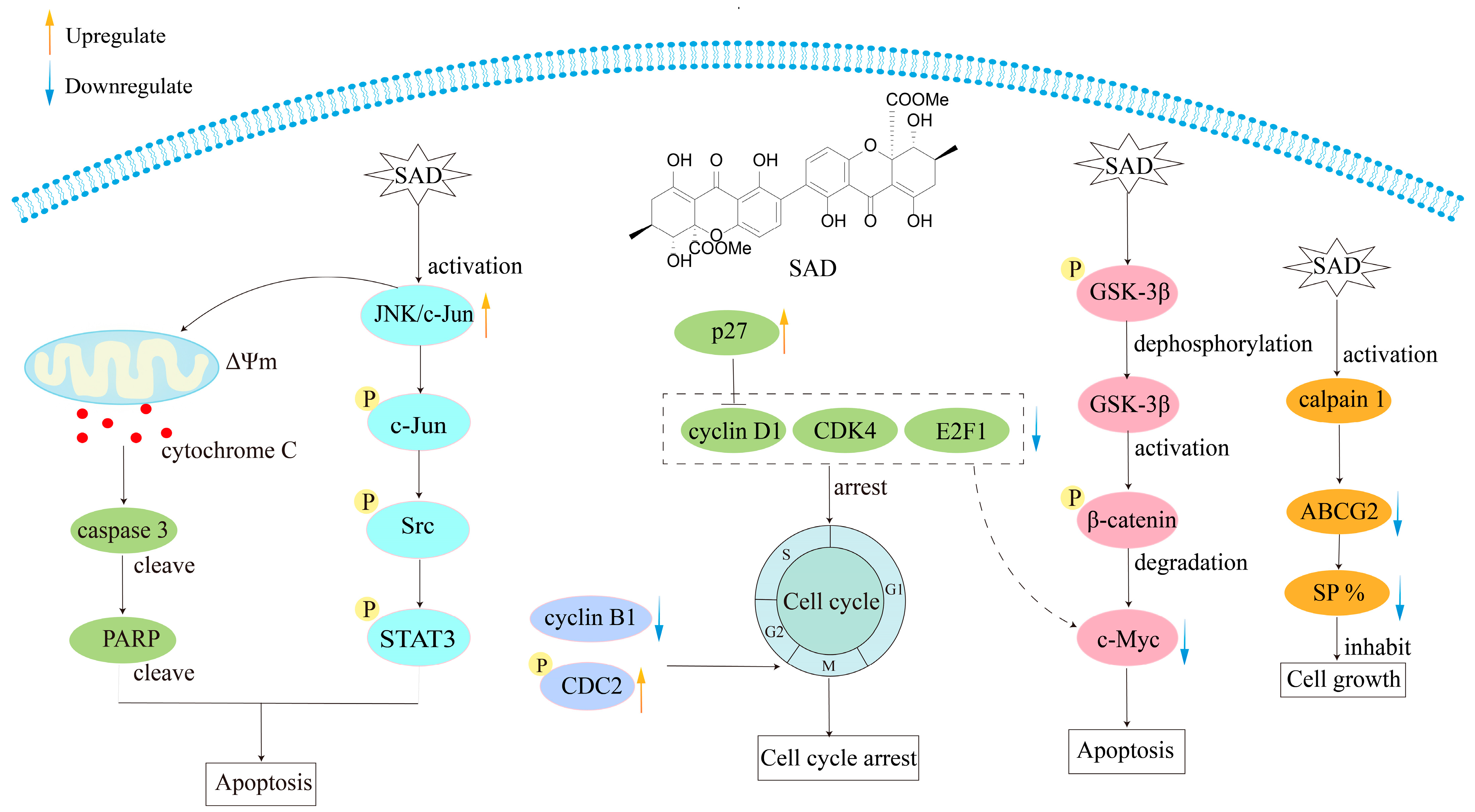 Molecules 30 00967 g018 Molecules 30 00967 g018