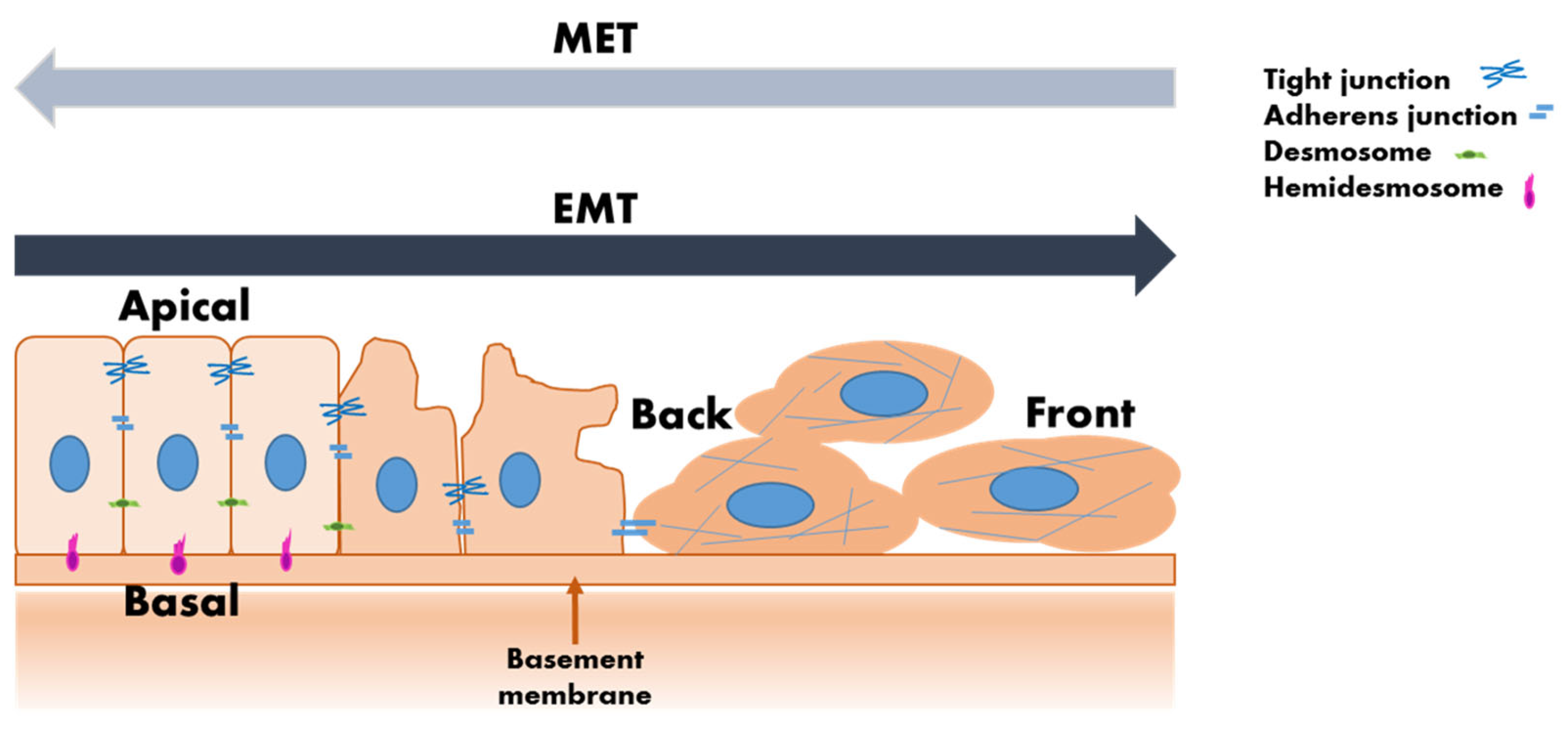 Molecules 30 00976 g001