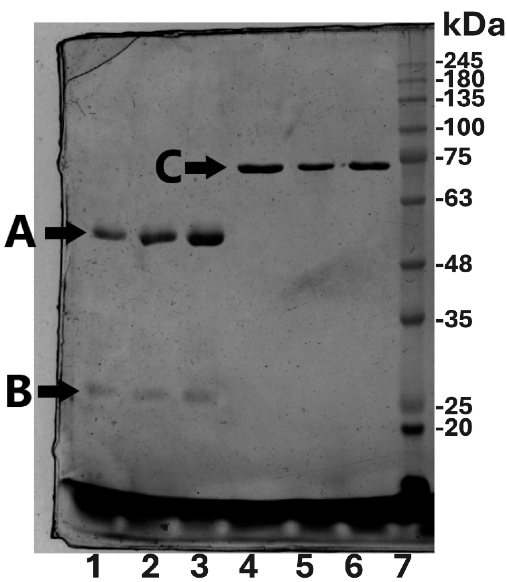 Molecules 30 00993 g005 Molecules 30 00993 g005
