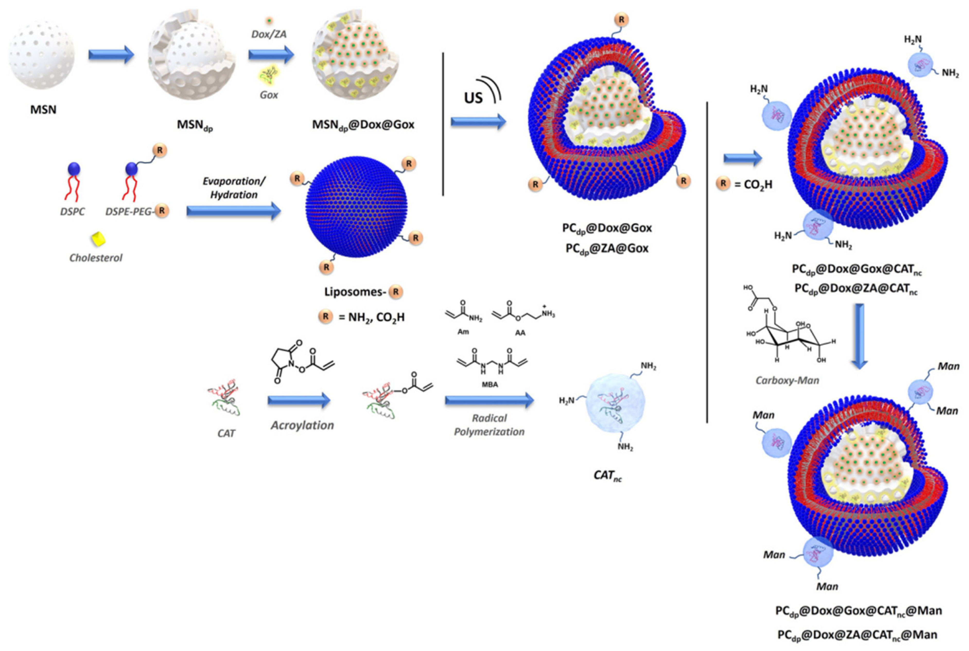 Molecules 30 01257 g007
