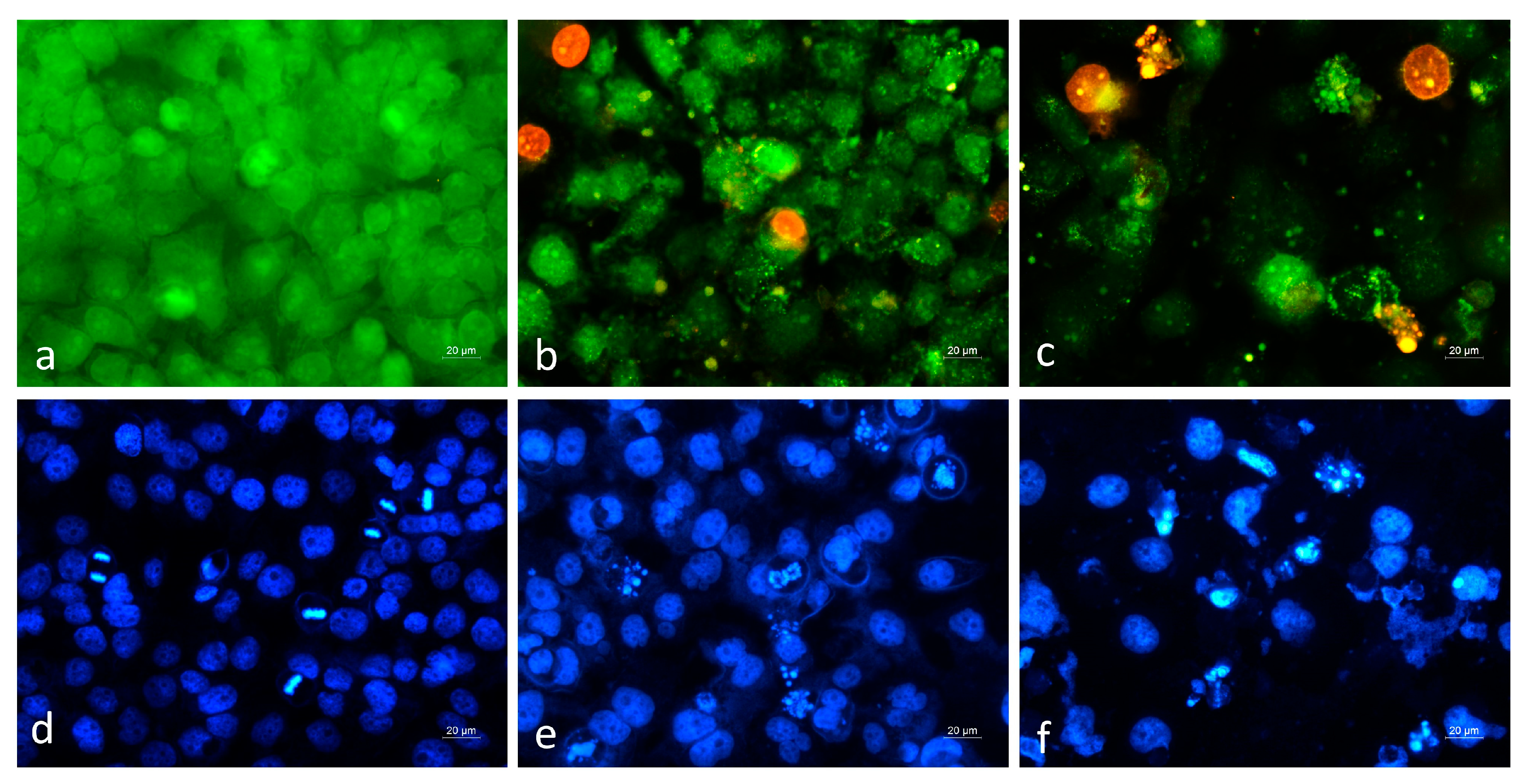 Molecules 30 01427 g004 Molecules 30 01427 g004