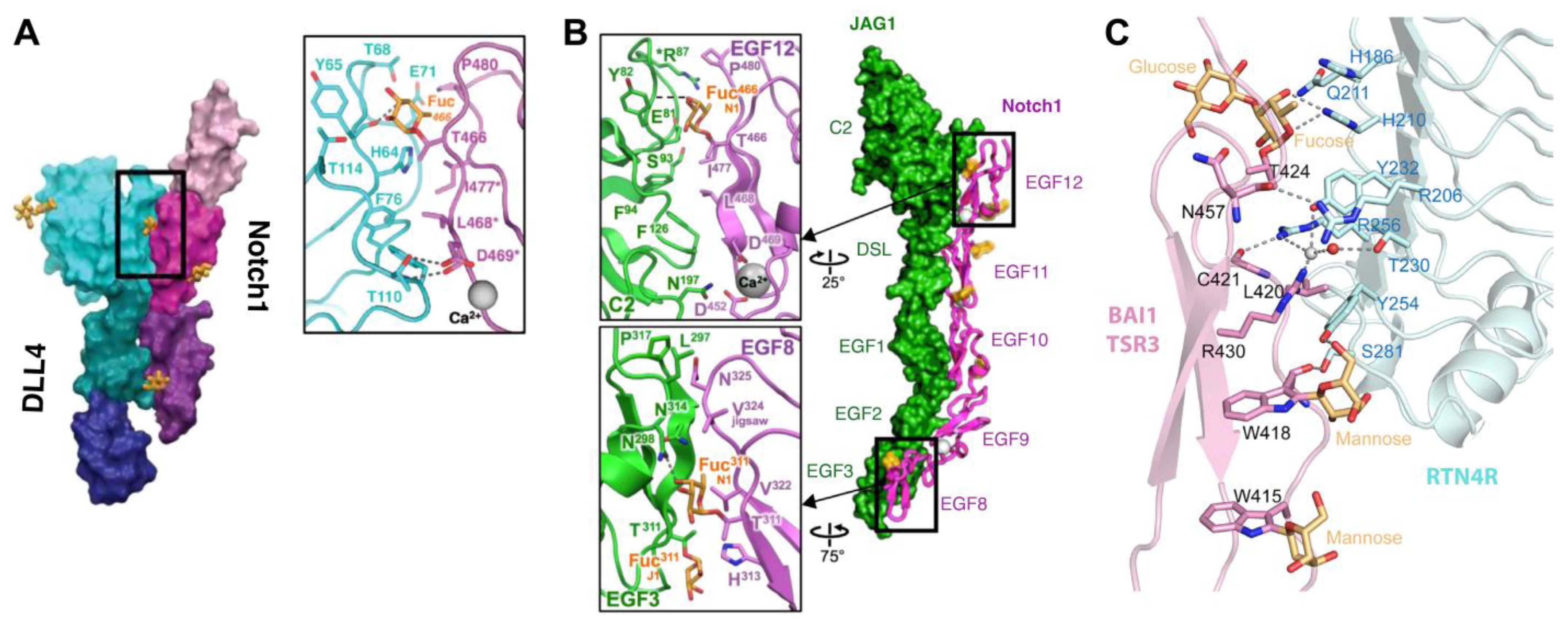 Molecules 30 01470 g005