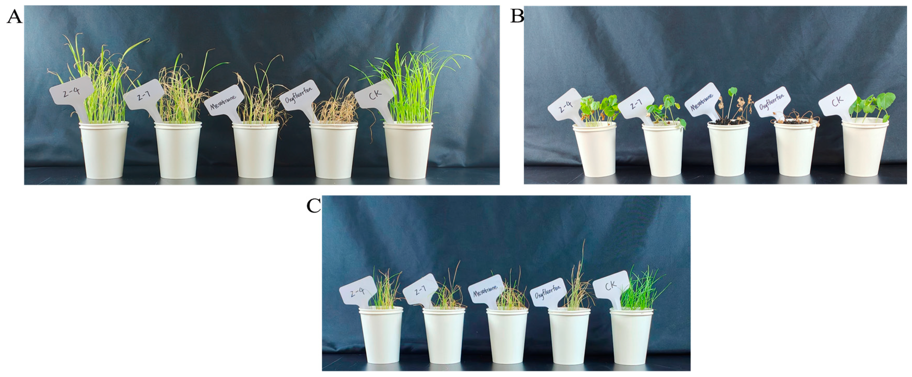 Molecules 30 01491 g013