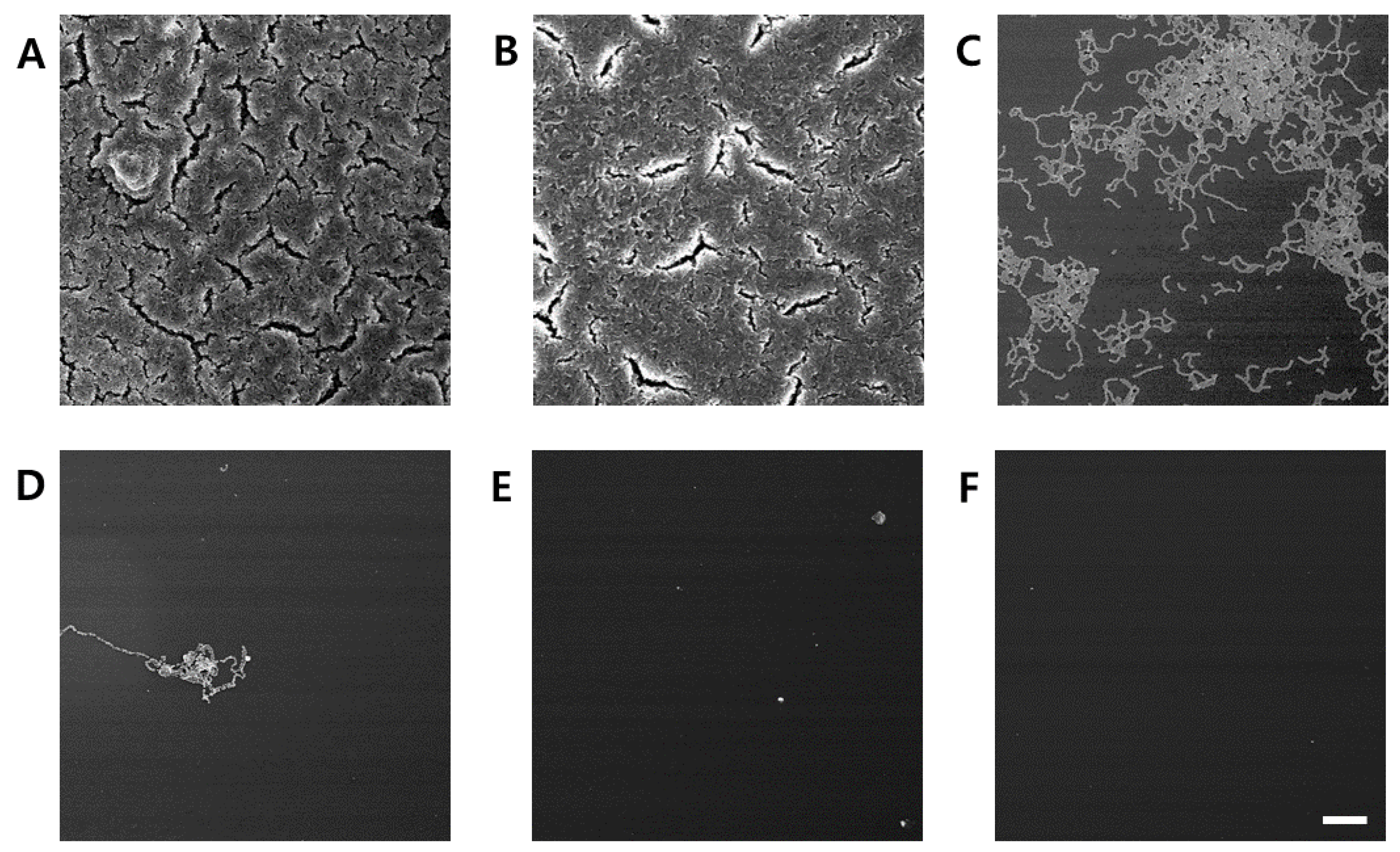 Molecules 30 01755 g005 Molecules 30 01755 g005