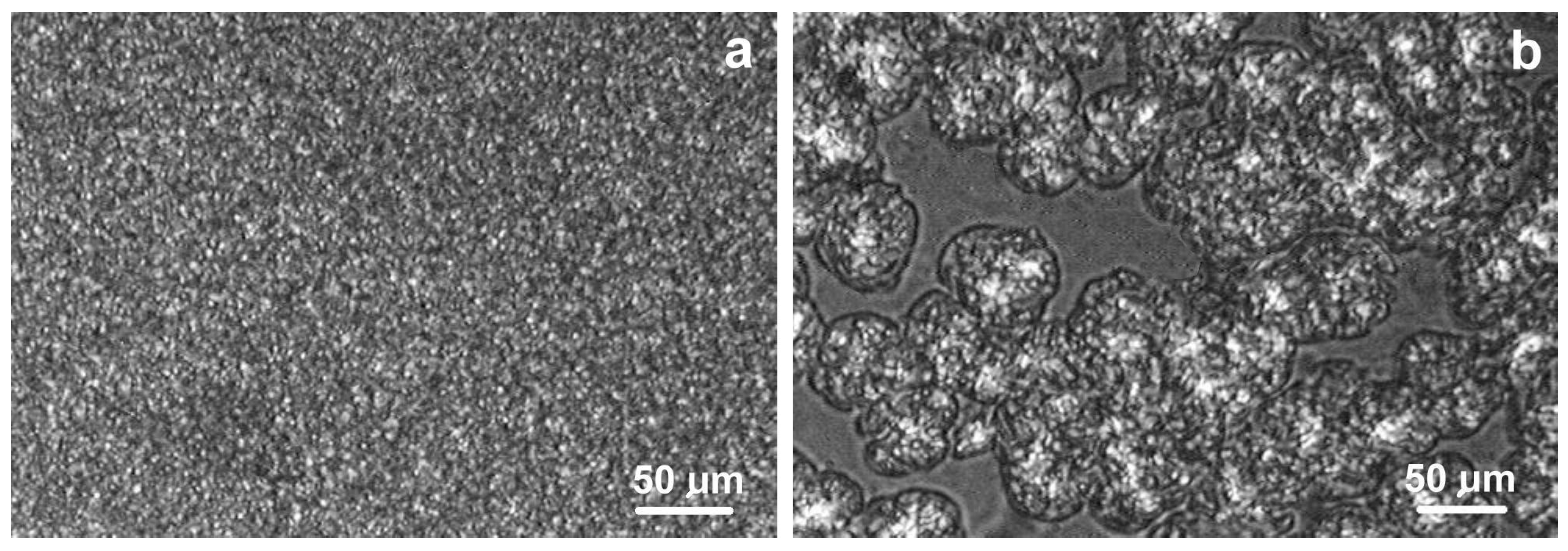 Molecules 30 01786 g007 Molecules 30 01786 g007