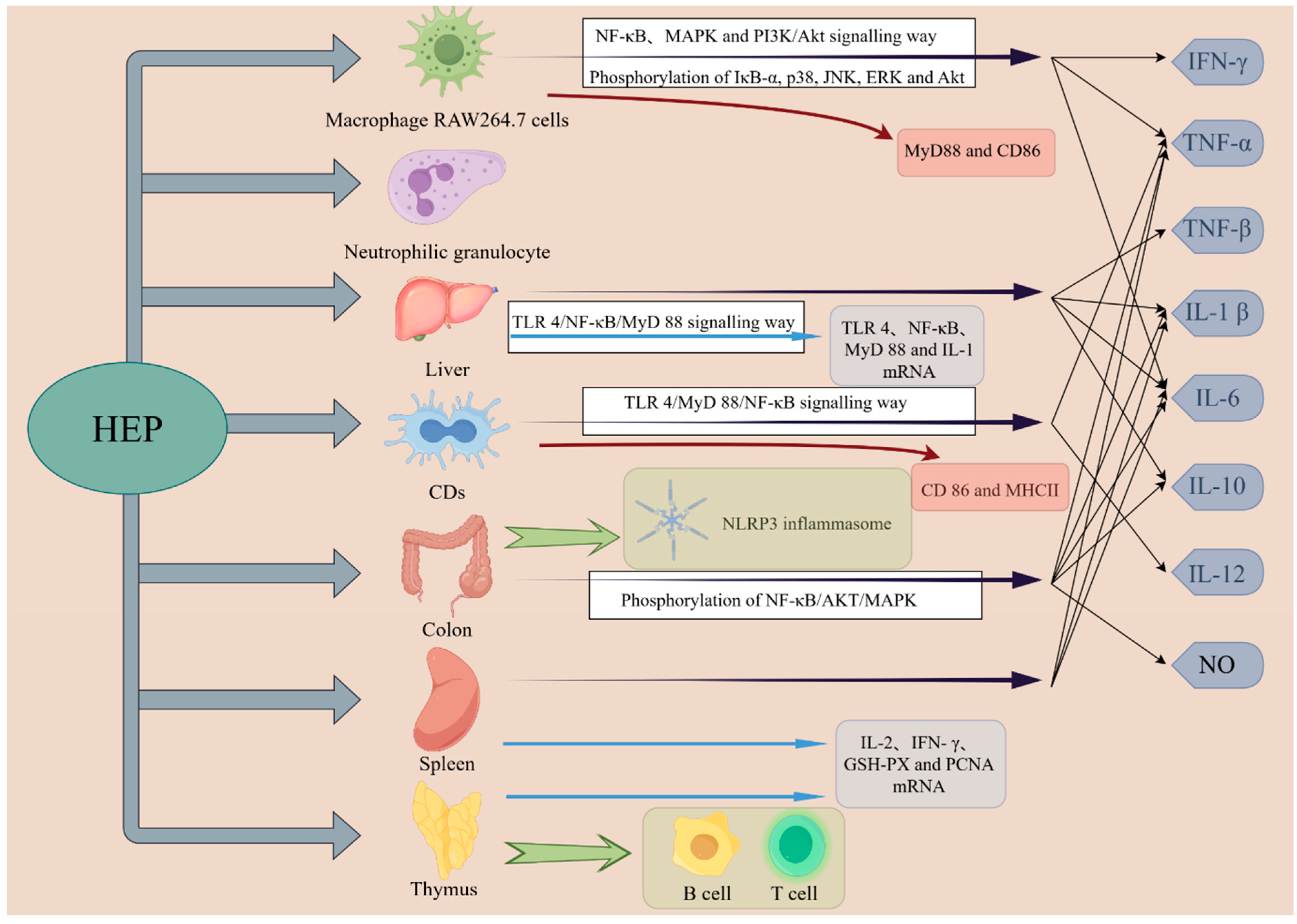 Molecules 30 01850 g004