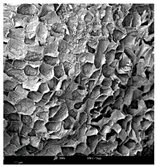 Molecules 30 01877 i003