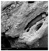 Molecules 30 01877 i005