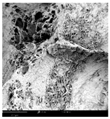 Molecules 30 01877 i008