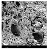 Molecules 30 01877 i014