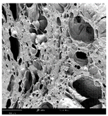 Molecules 30 01877 i015