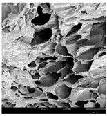 Molecules 30 01877 i018