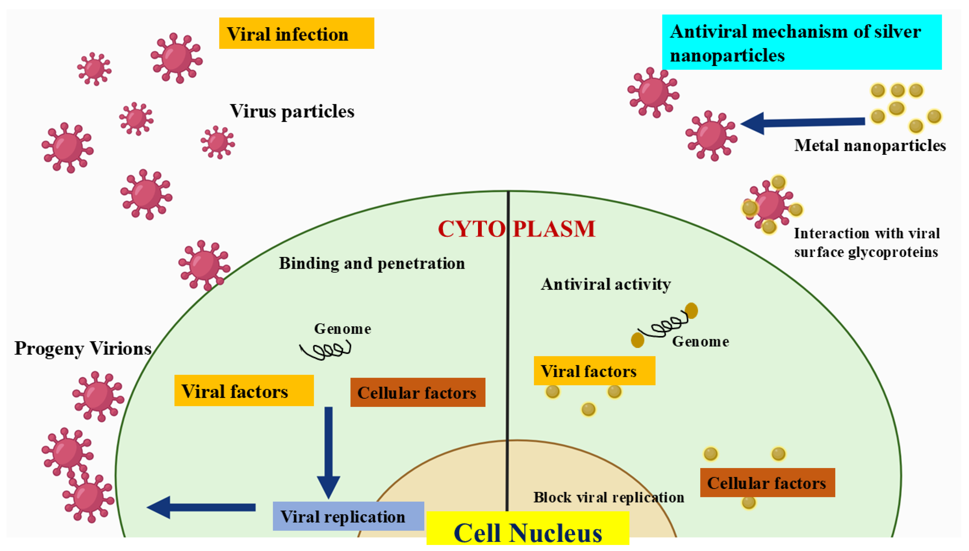 Molecules 30 02004 g004