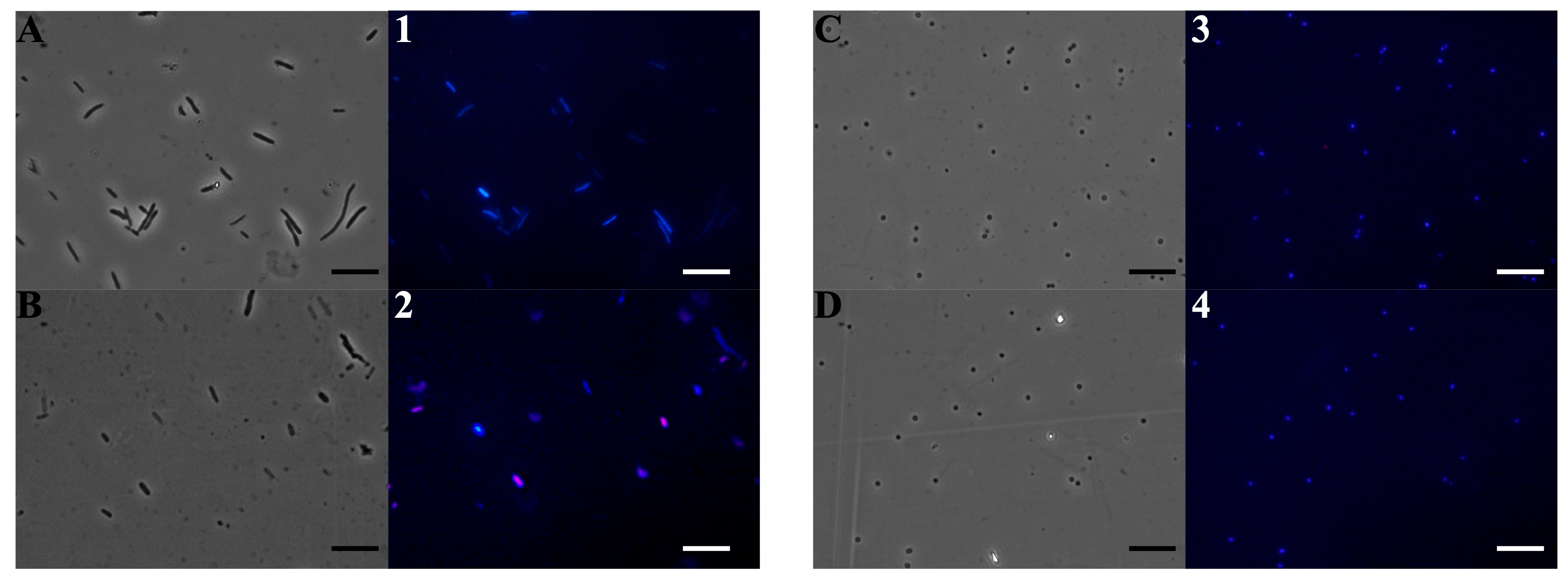 Molecules 30 02267 g003 Molecules 30 02267 g003
