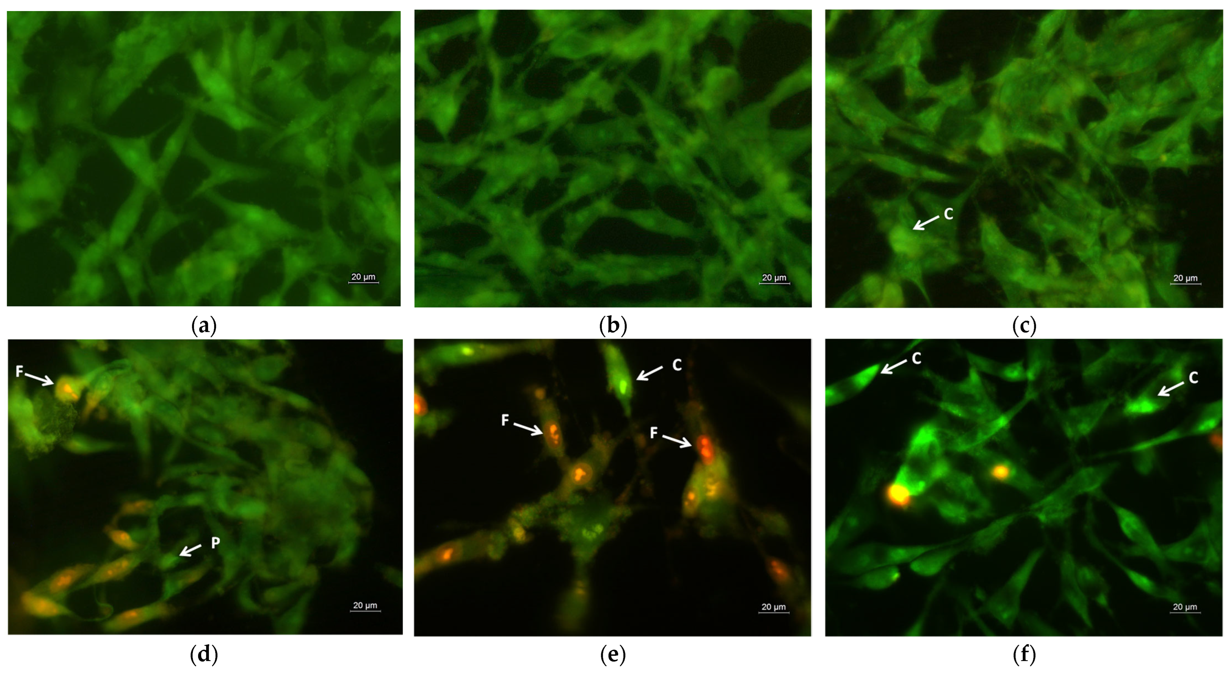 Molecules 30 02307 g007 Molecules 30 02307 g007