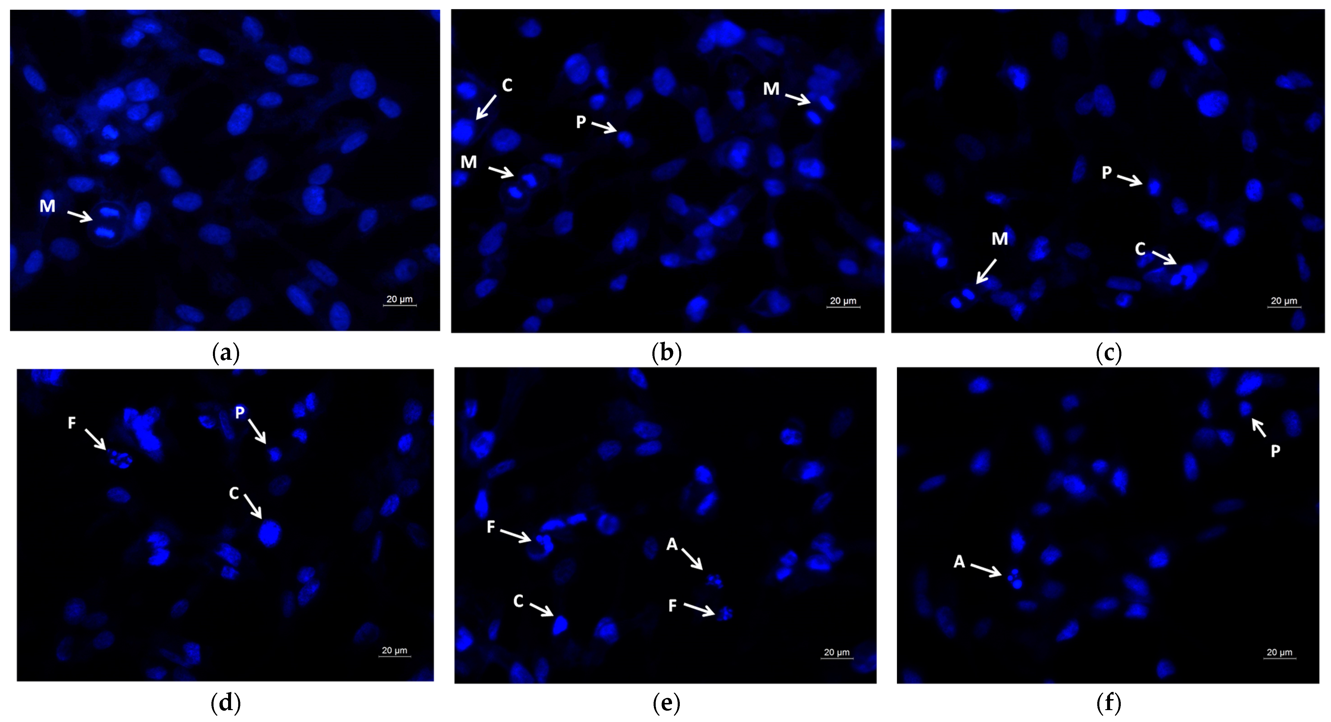 Molecules 30 02307 g008 Molecules 30 02307 g008