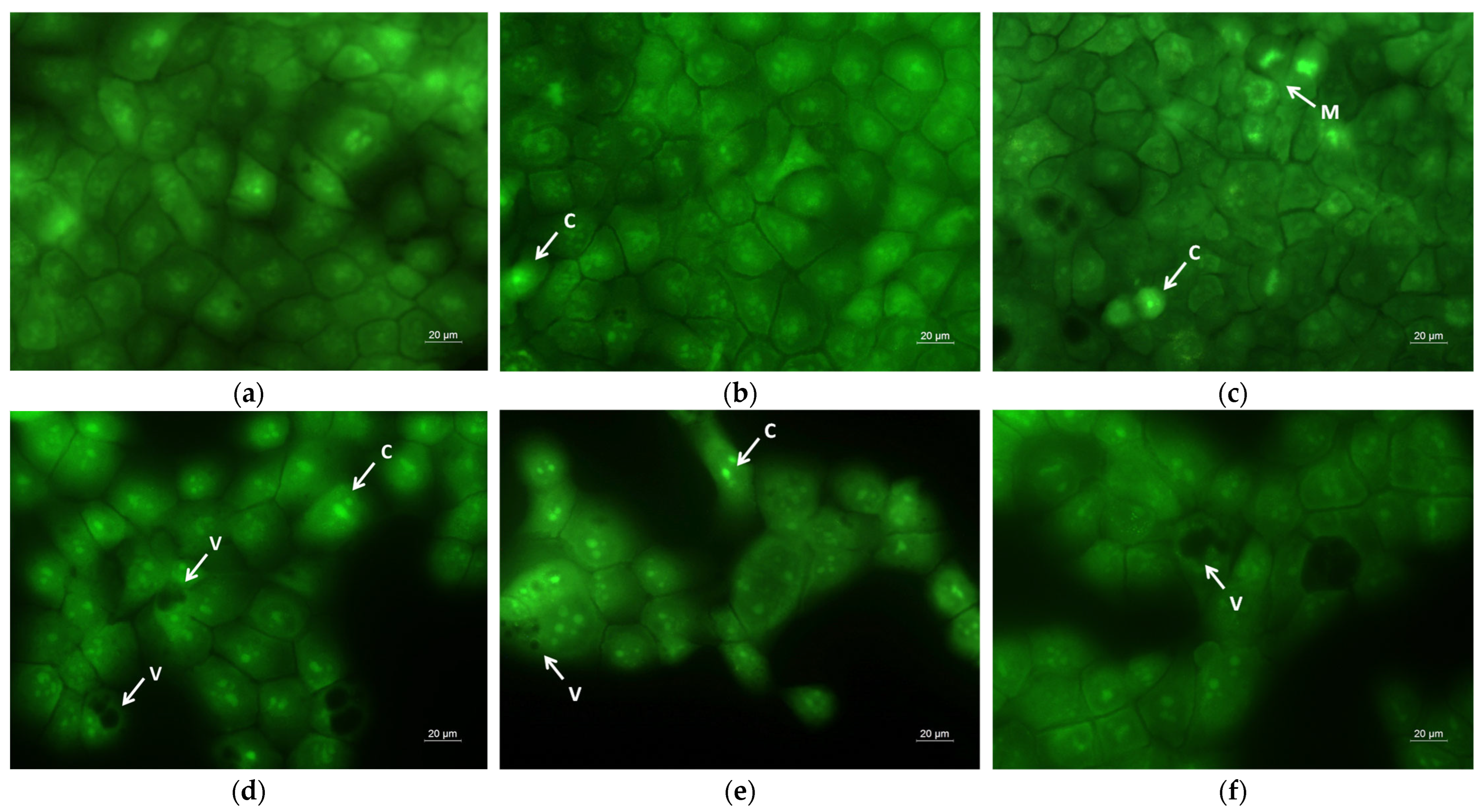 Molecules 30 02307 g009 Molecules 30 02307 g009