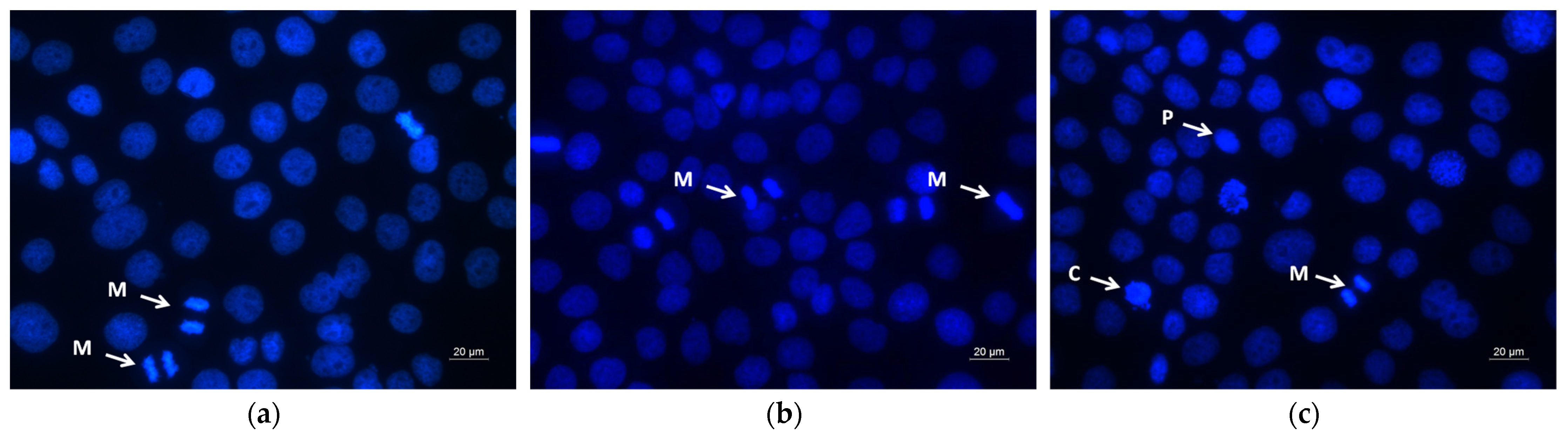Molecules 30 02307 g010a Molecules 30 02307 g010a