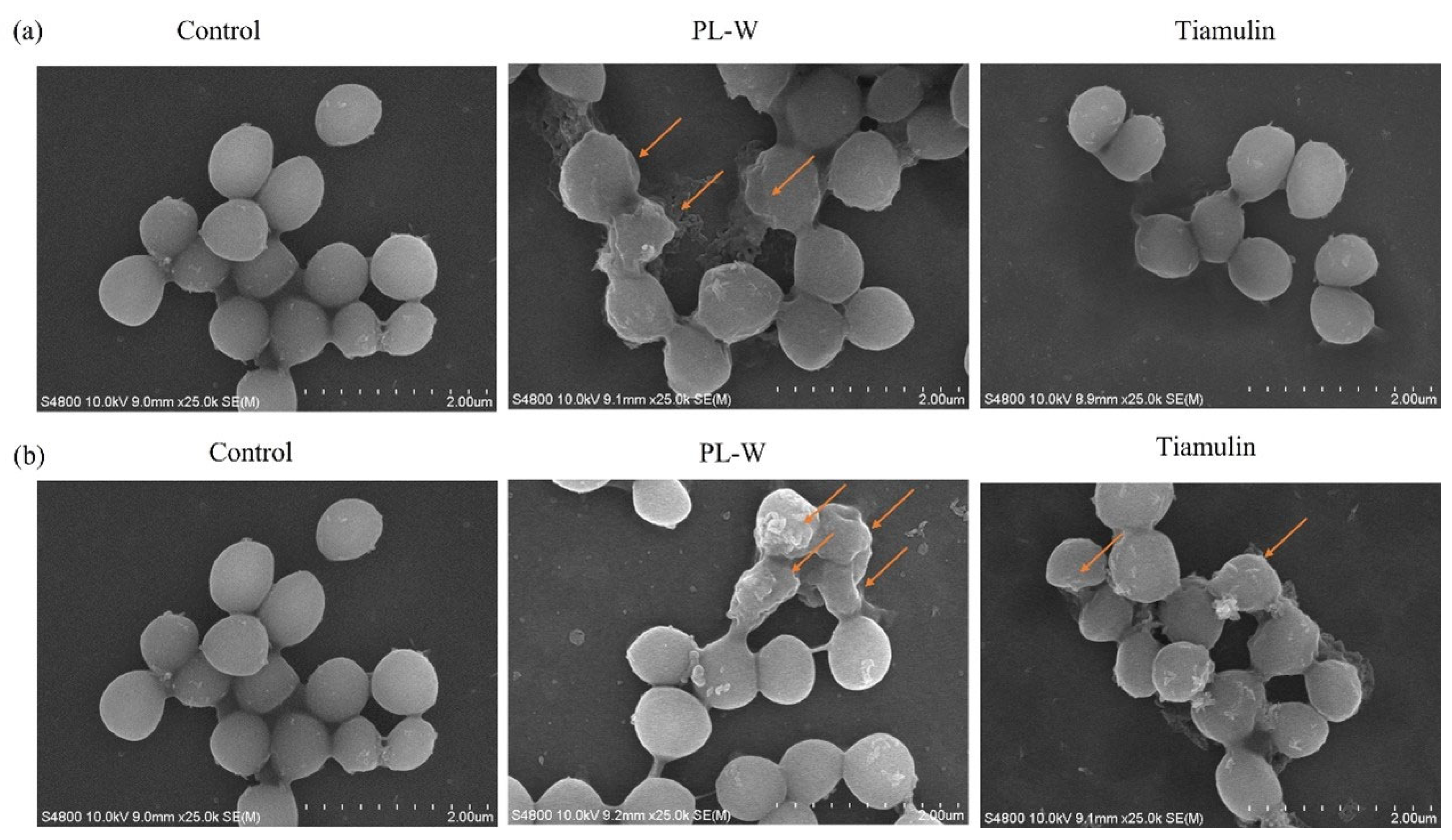 Molecules 30 02366 g003