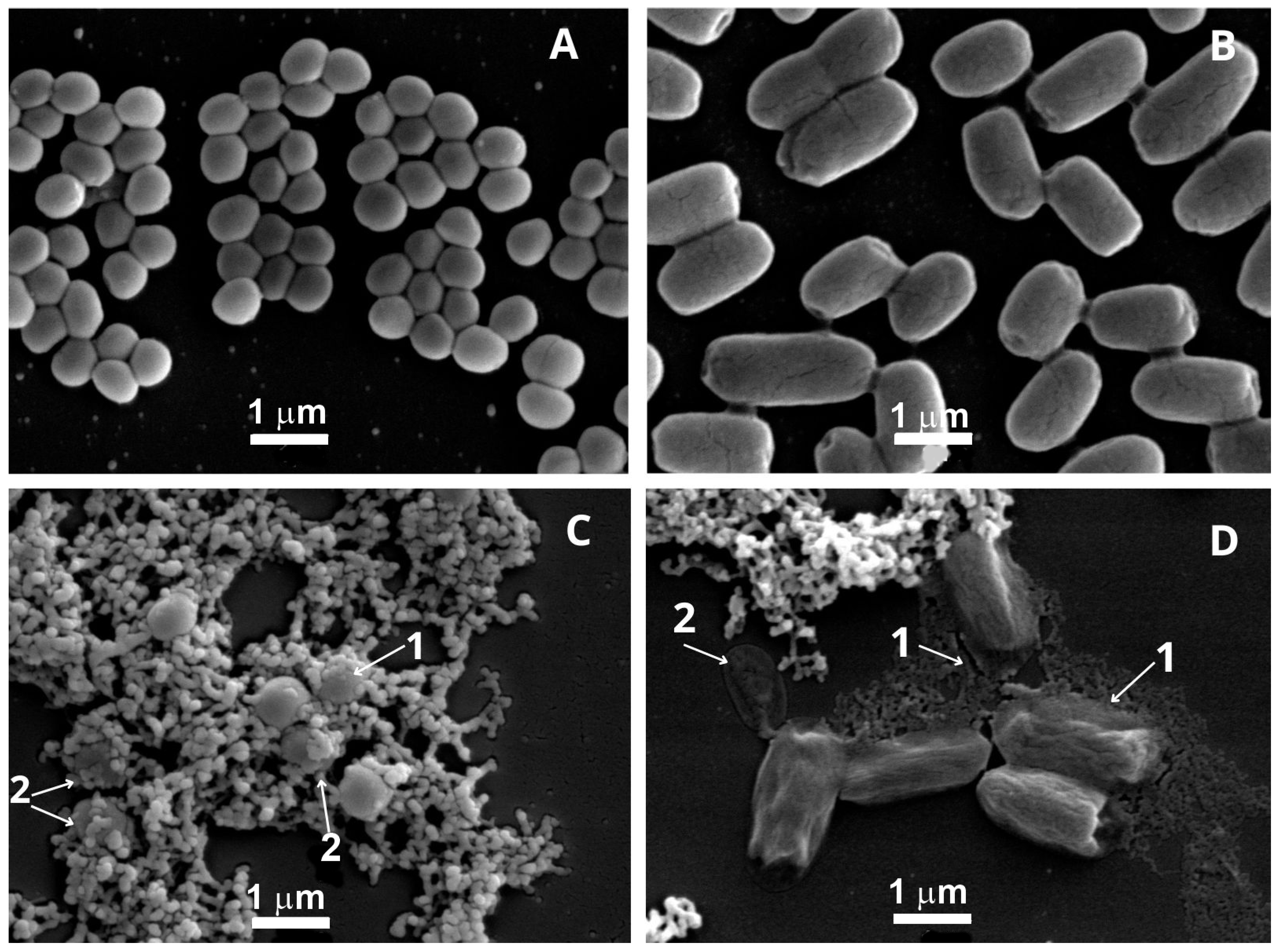 Molecules 30 02387 g003 Molecules 30 02387 g003