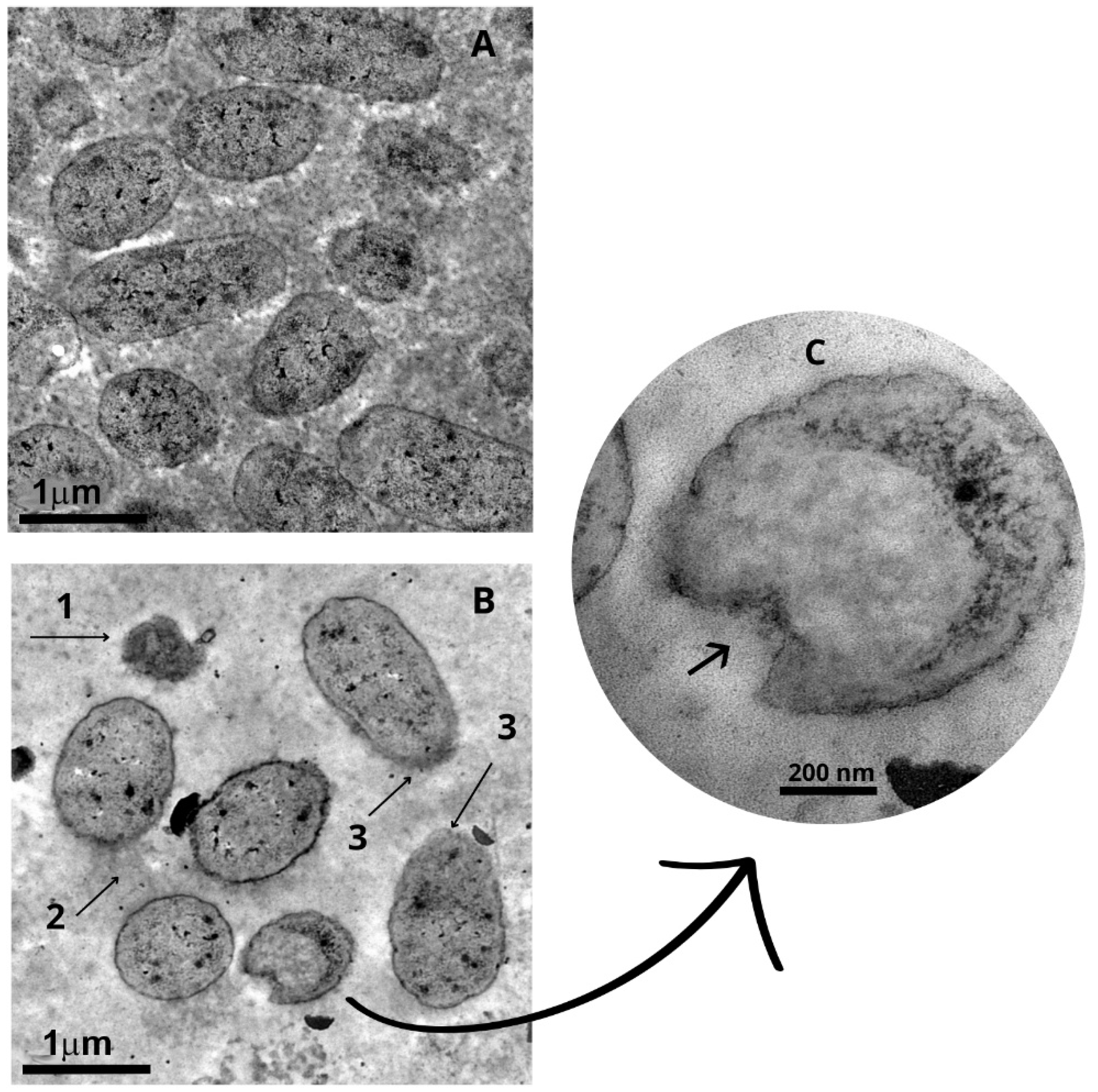 Molecules 30 02387 g004 Molecules 30 02387 g004