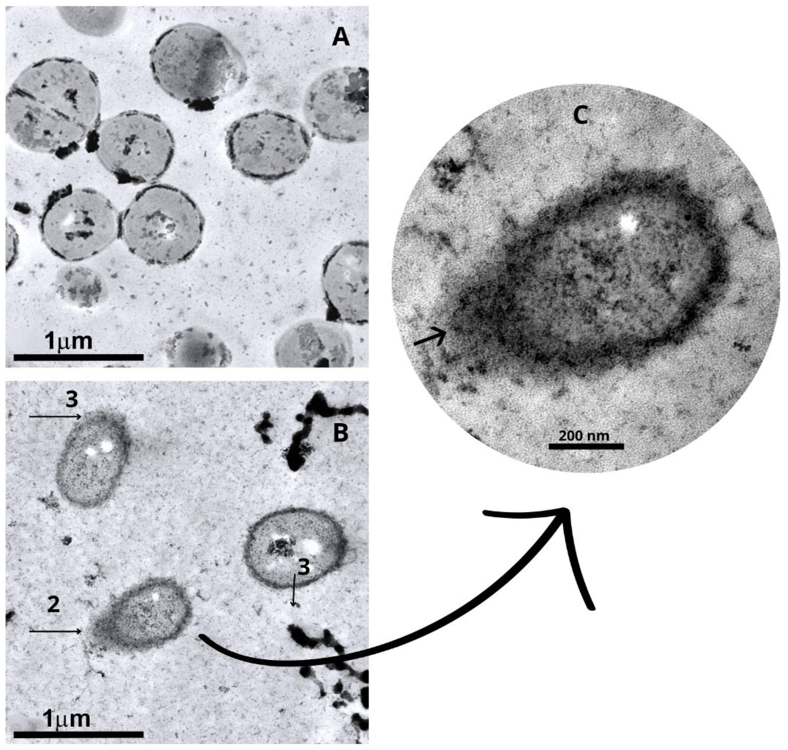 Molecules 30 02387 g005 Molecules 30 02387 g005