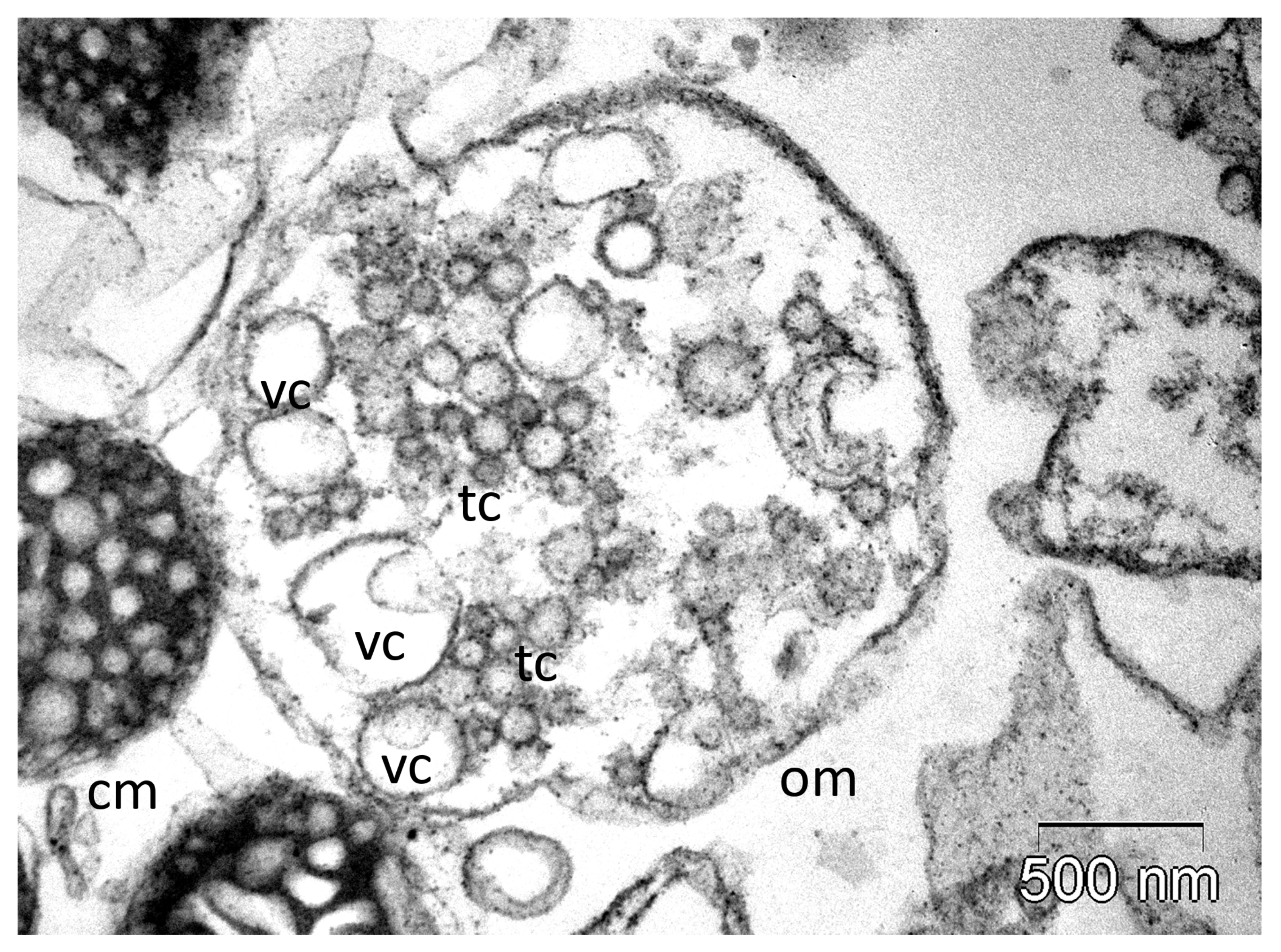 Molecules 30 02623 g005