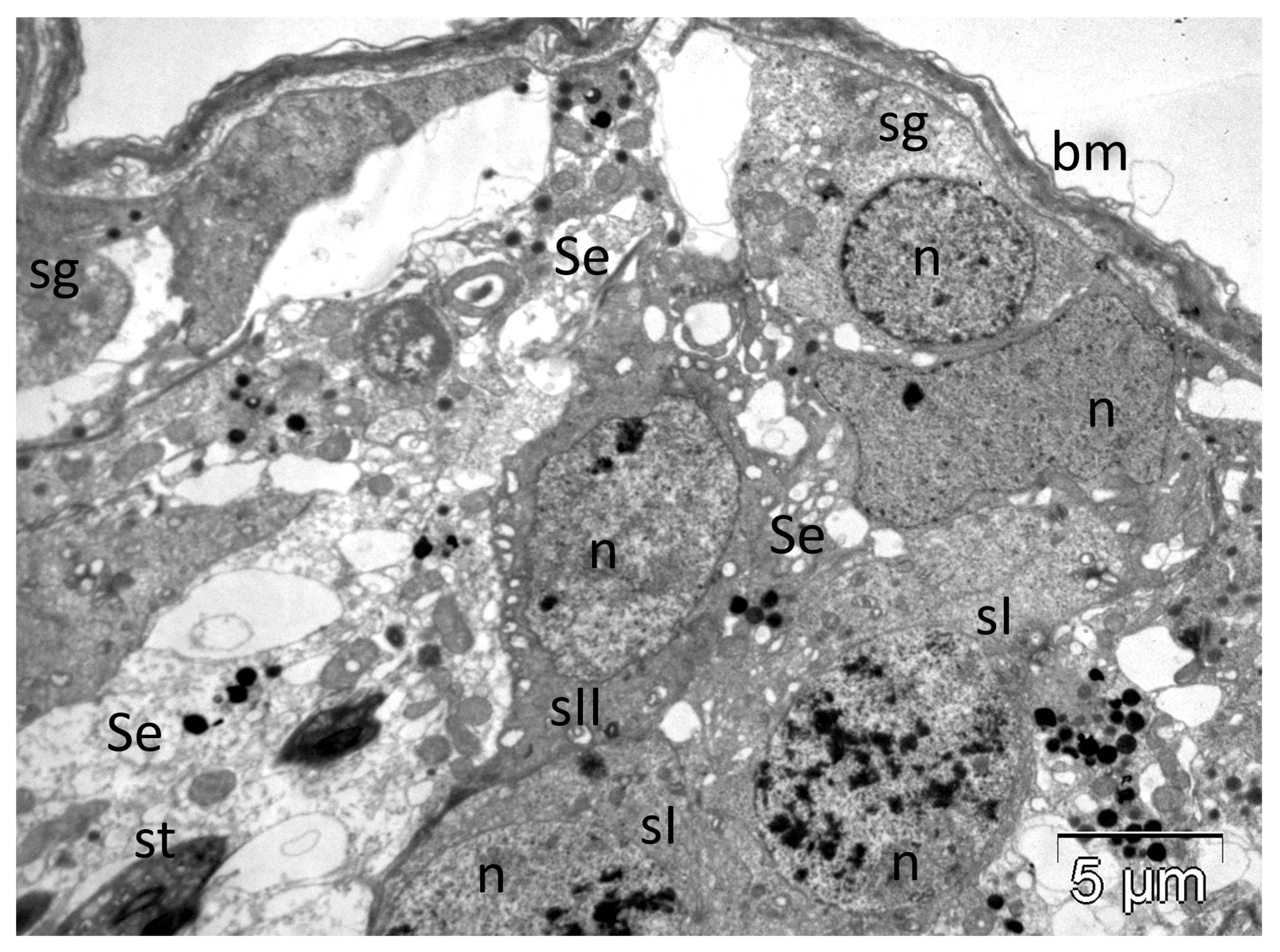 Molecules 30 02623 g006