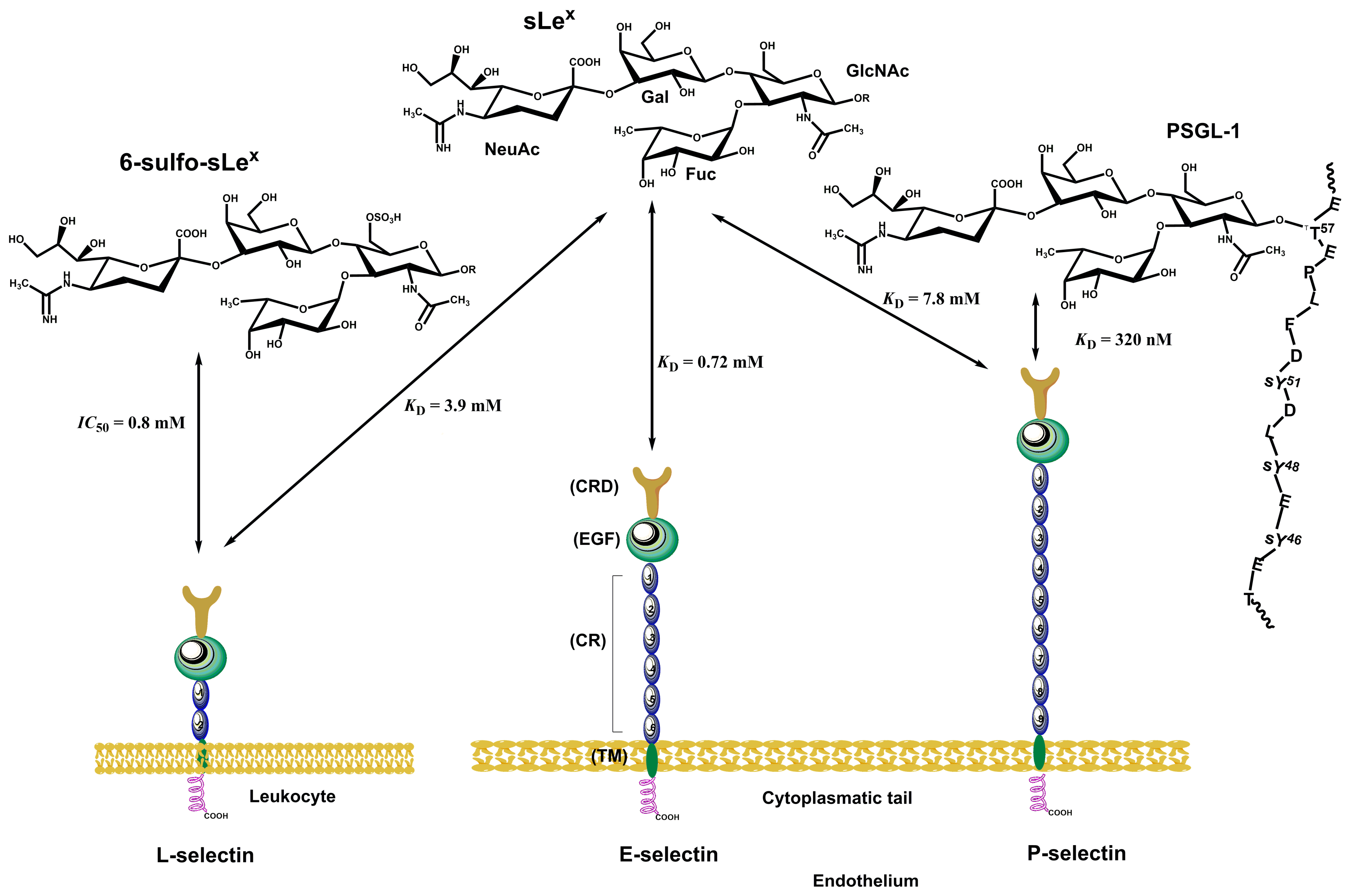 Molecules 30 02678 g013