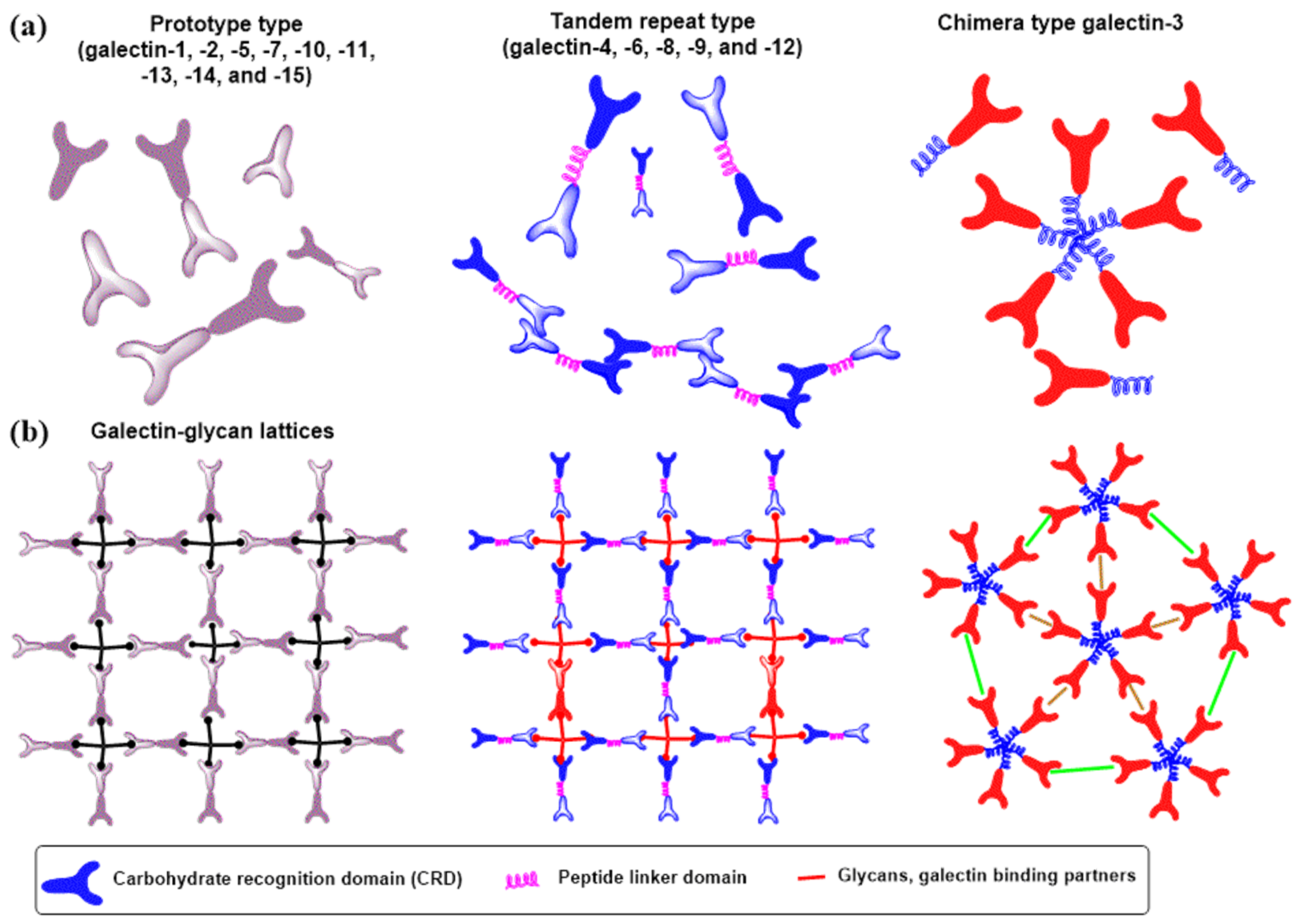Molecules 30 02678 g017