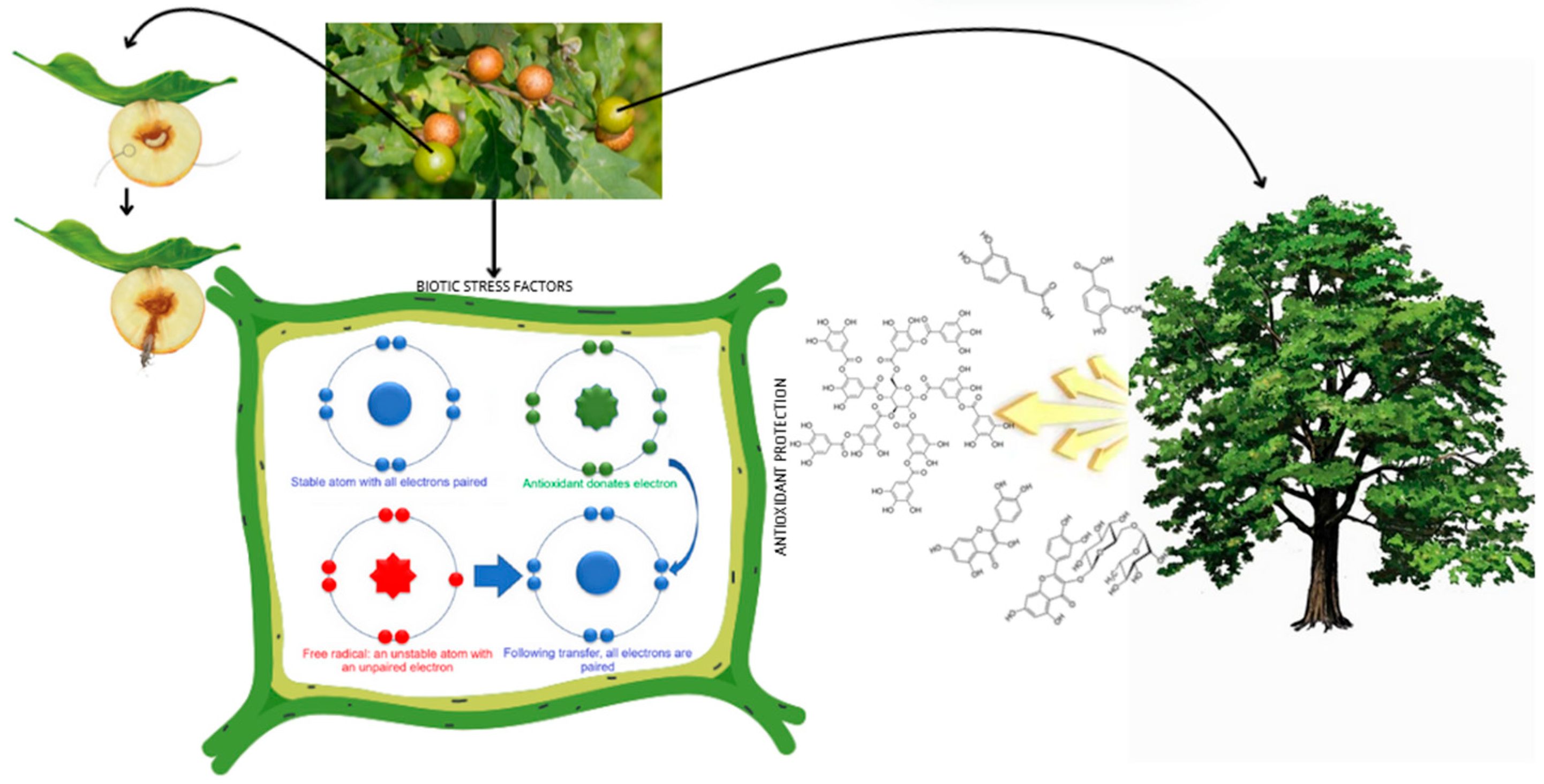 Molecules 30 02687 g001