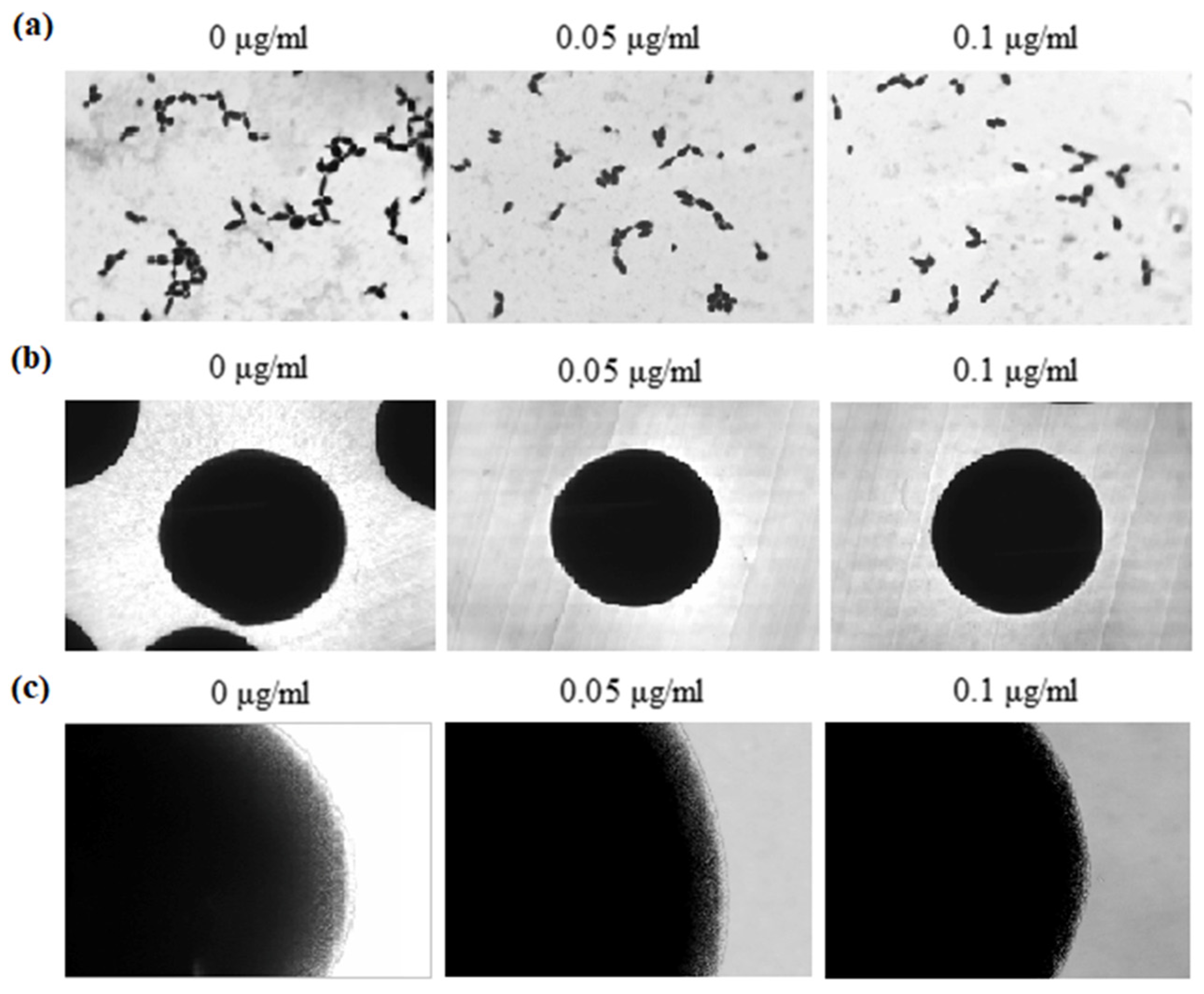 Molecules 30 02735 g006