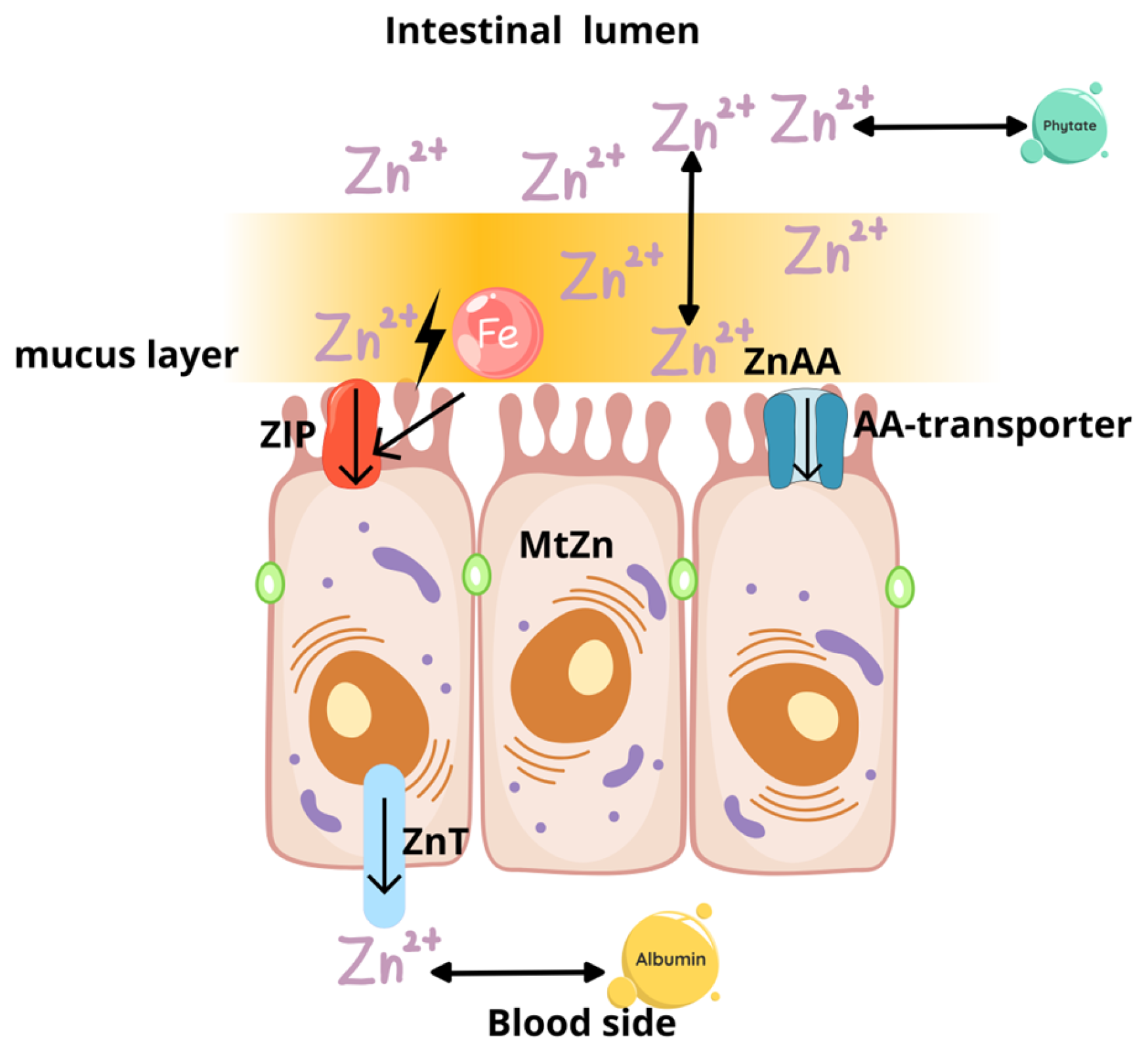 Molecules 30 02742 g002