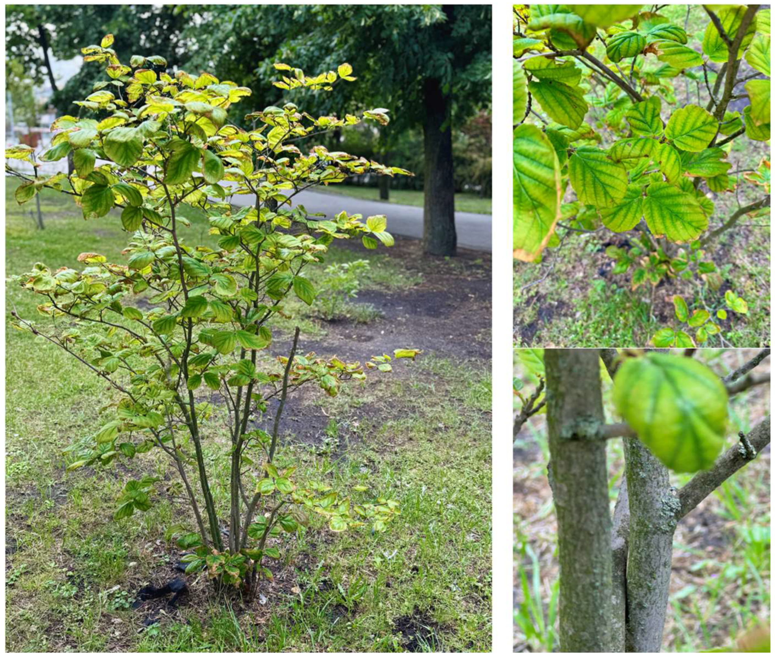 Molecules 30 02744 g001 Molecules 30 02744 g001