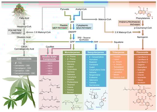 Molecules 30 02784 g001