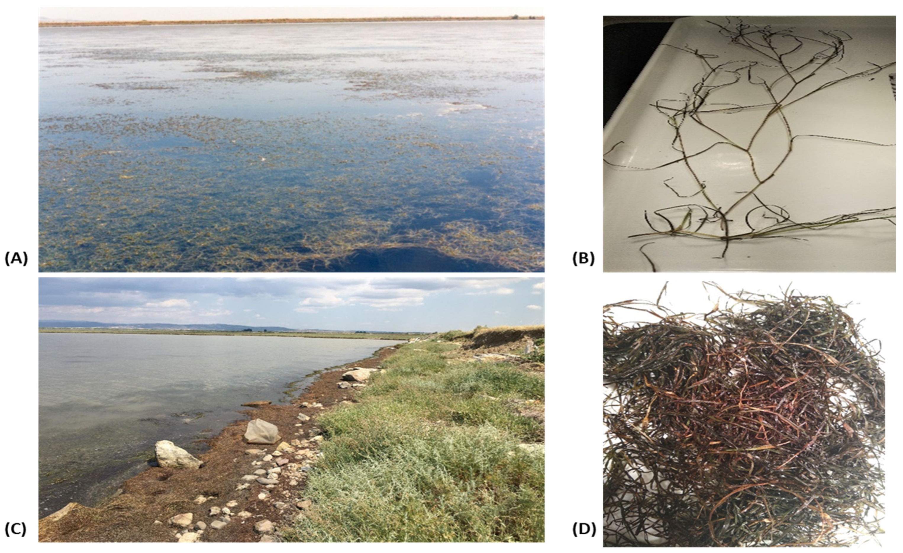 Molecules 30 02800 g005