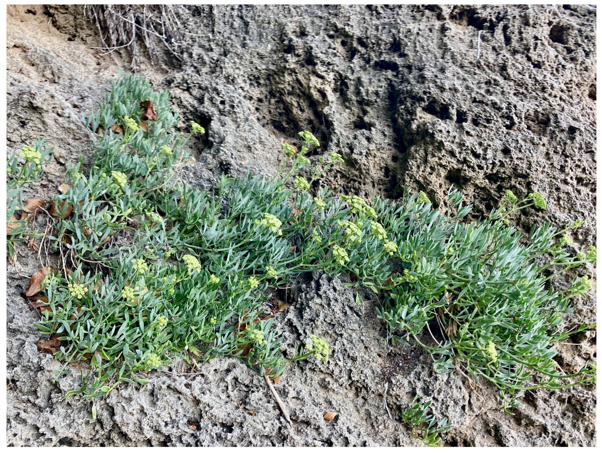 Molecules 30 02832 g001