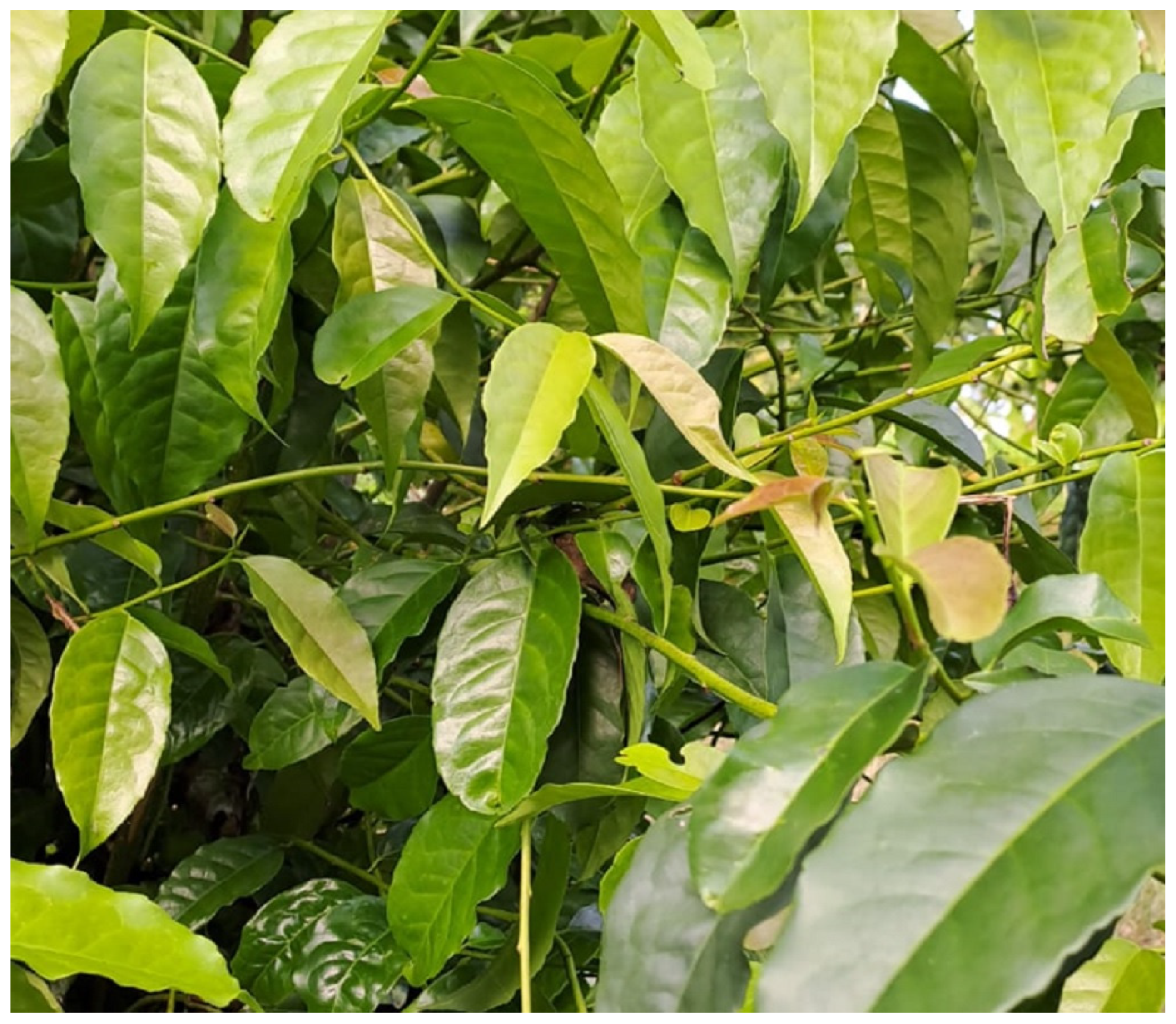 Molecules 30 02837 g002