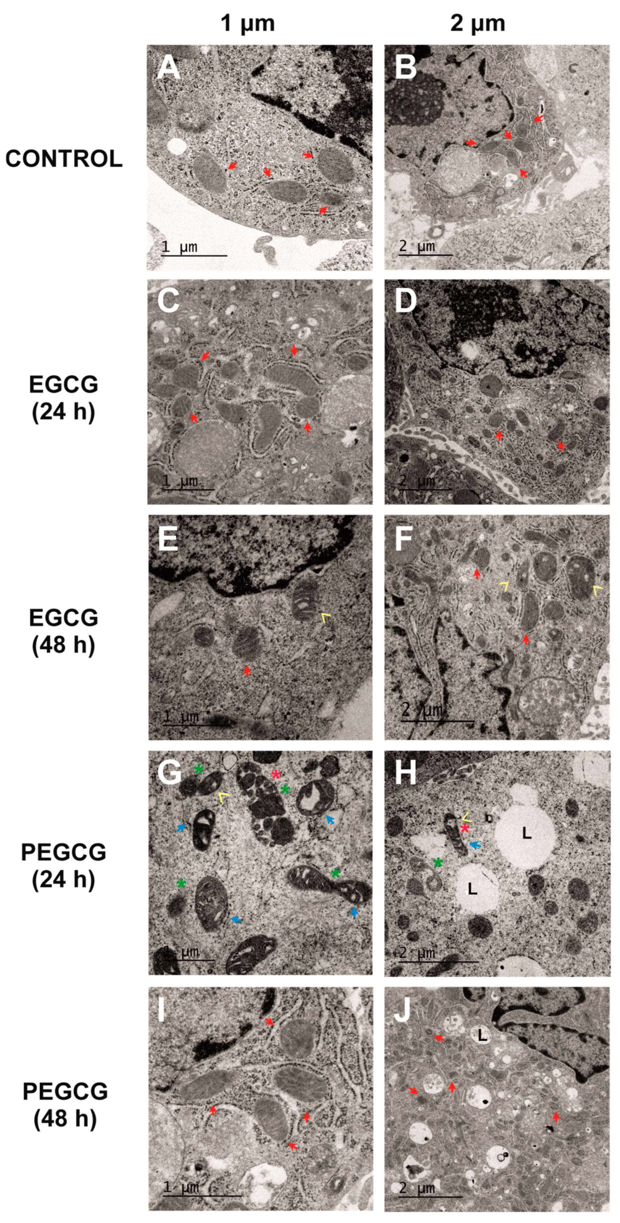 Molecules 30 02889 g004