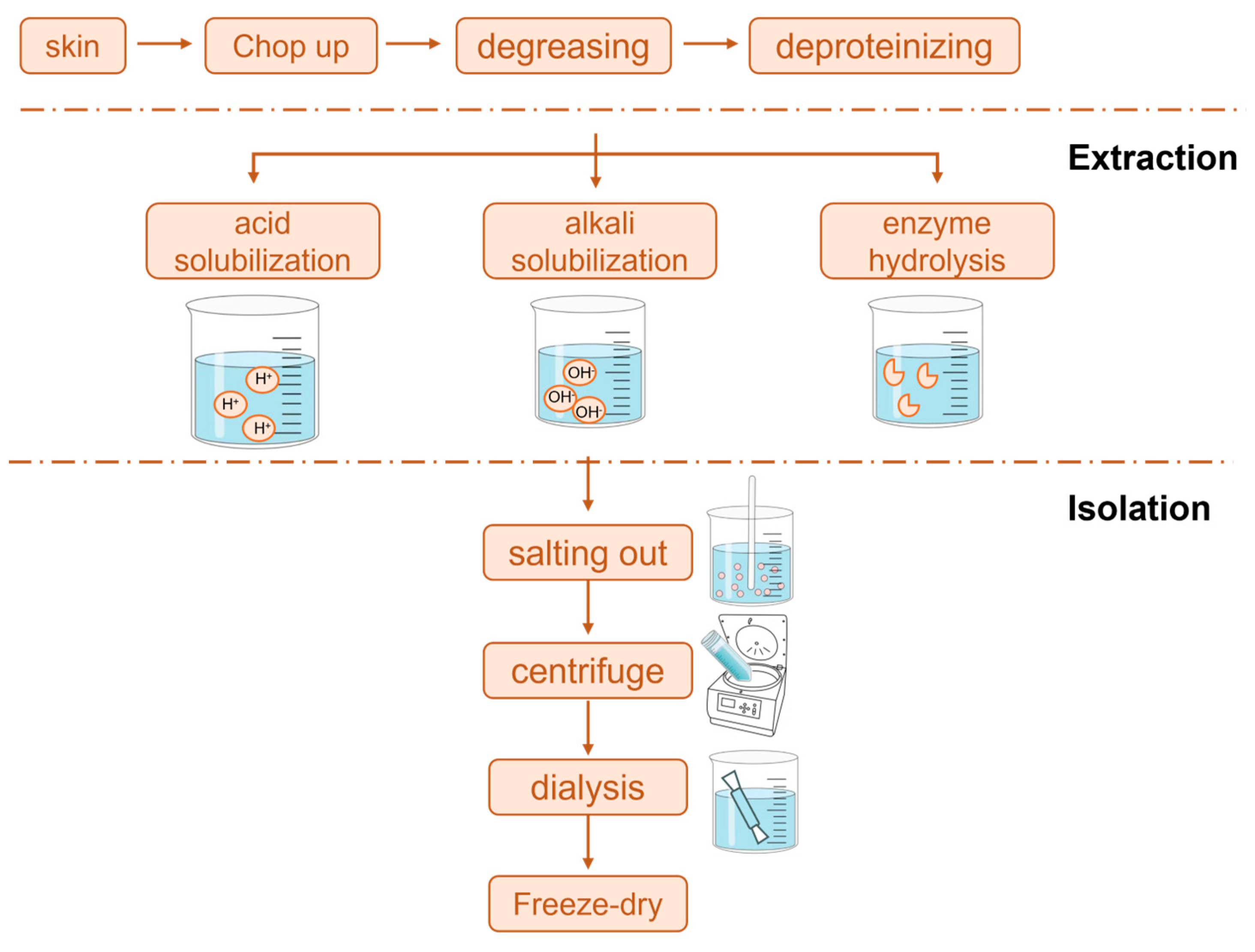 Progress in Research on Animal Collagen Peptides: Preparation ...