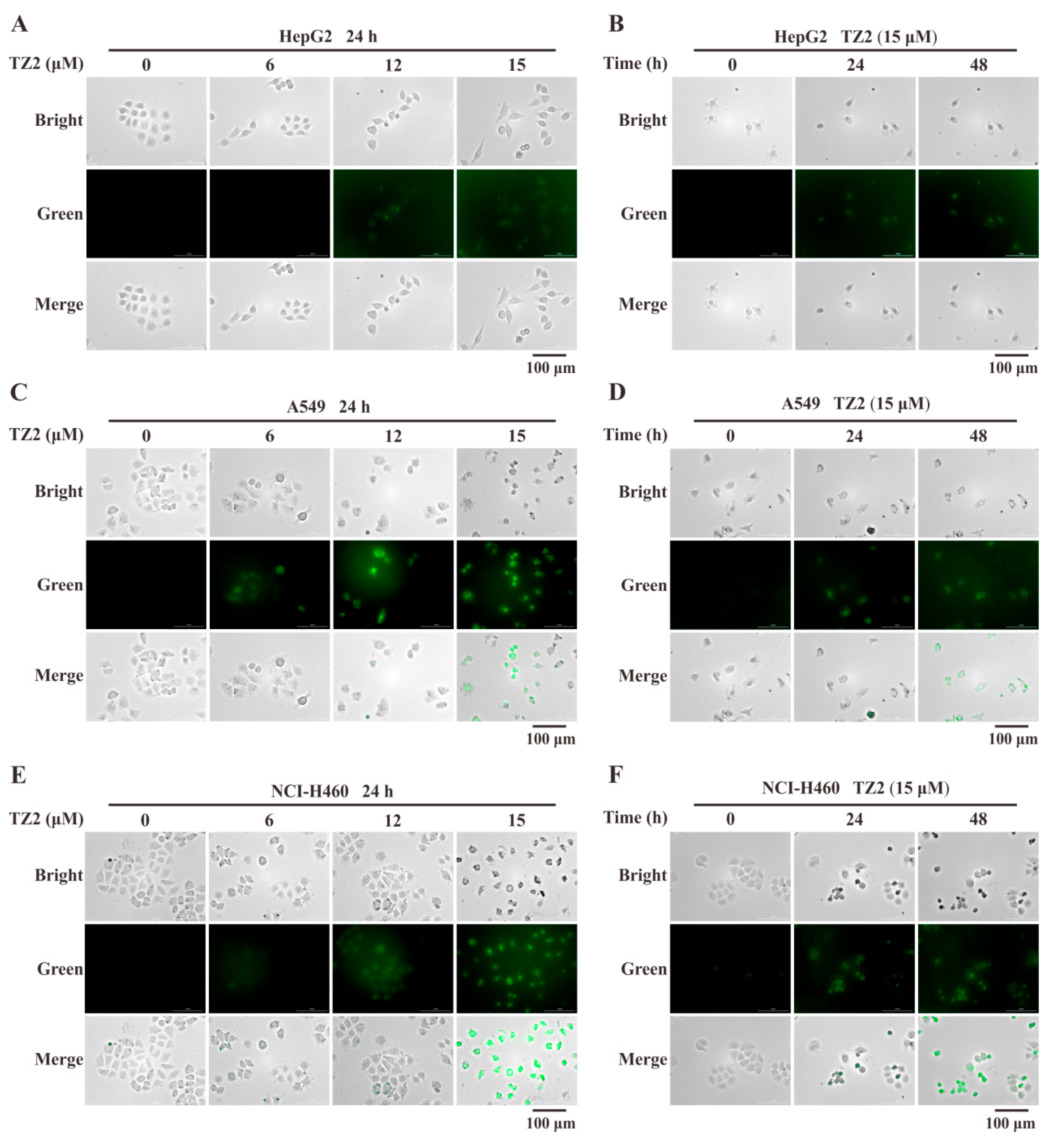 Molecules 30 03081 g002