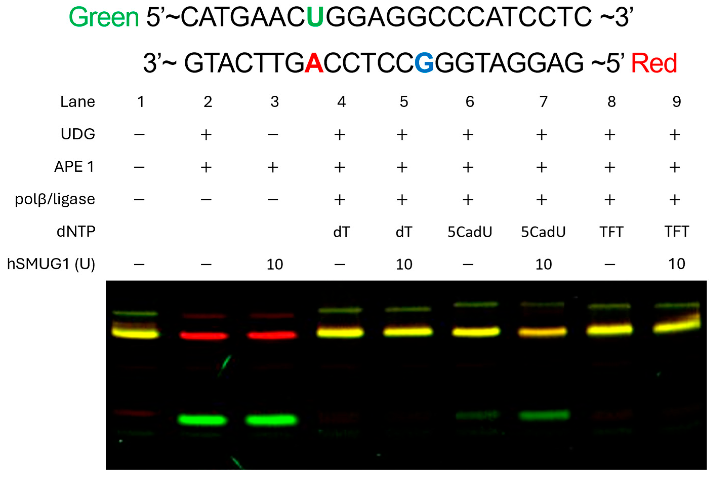 Molecules 30 03239 g006