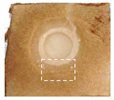 Molecules 30 03268 i001 Molecules 30 03268 i001