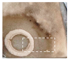 Molecules 30 03268 i002 Molecules 30 03268 i002