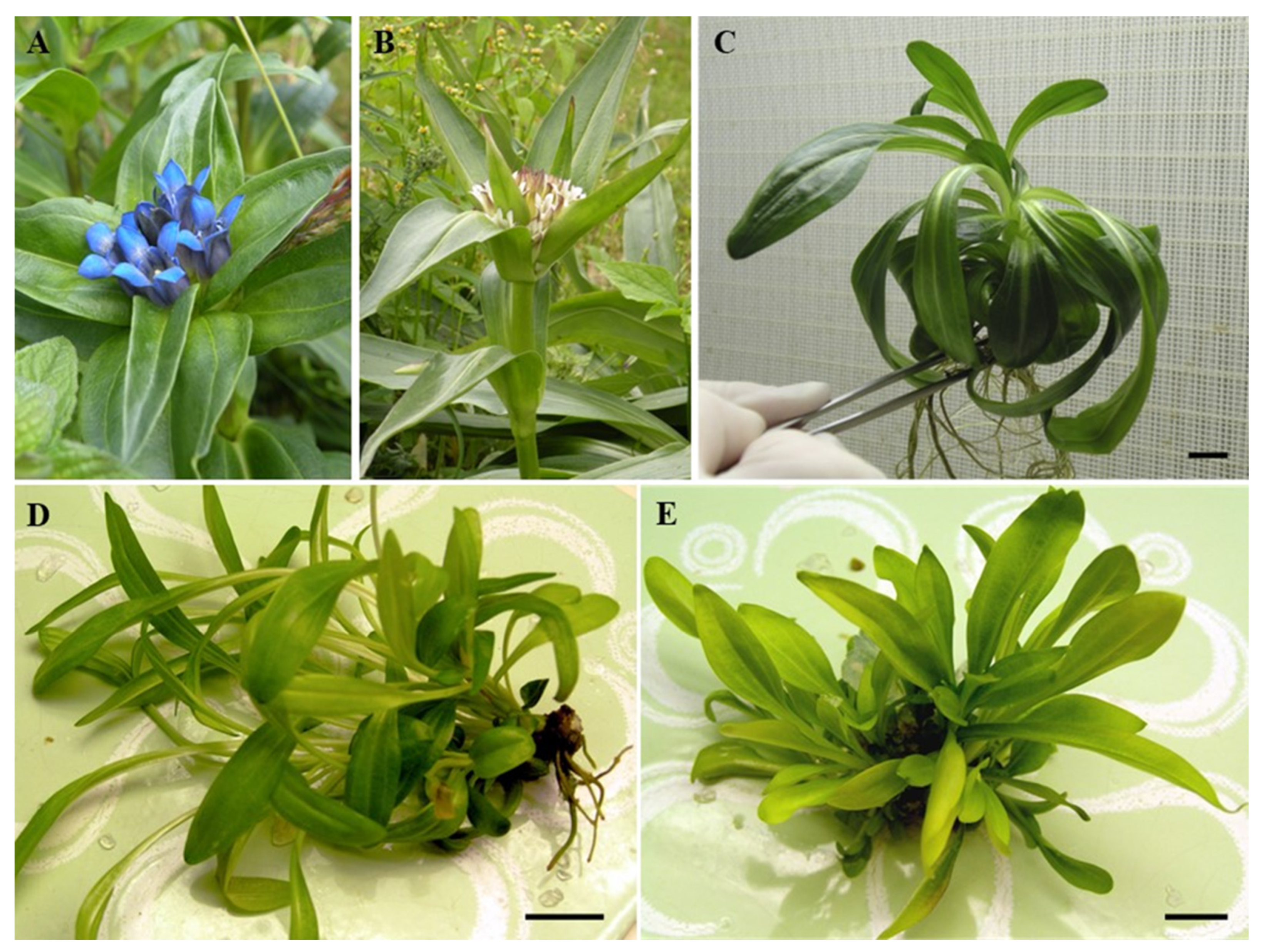 Molecules 30 03321 g002 Molecules 30 03321 g002