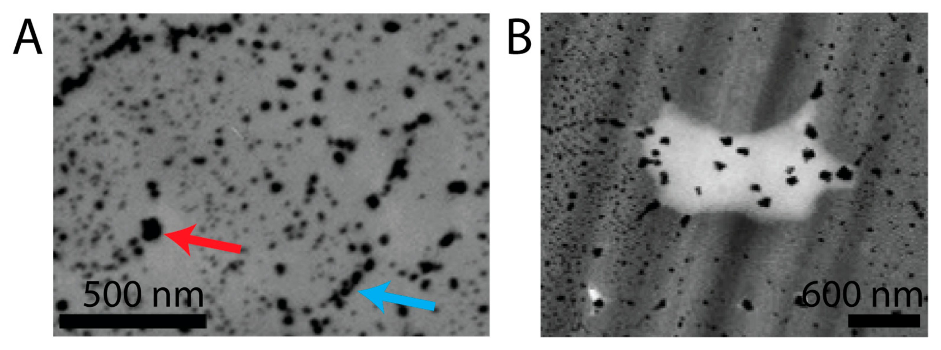 Molecules 30 03446 g005 Molecules 30 03446 g005
