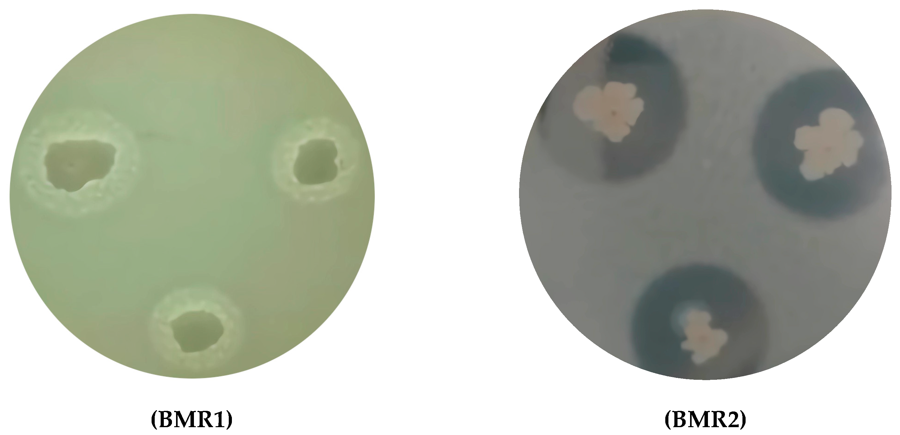 Molecules 30 03632 g003 Molecules 30 03632 g003