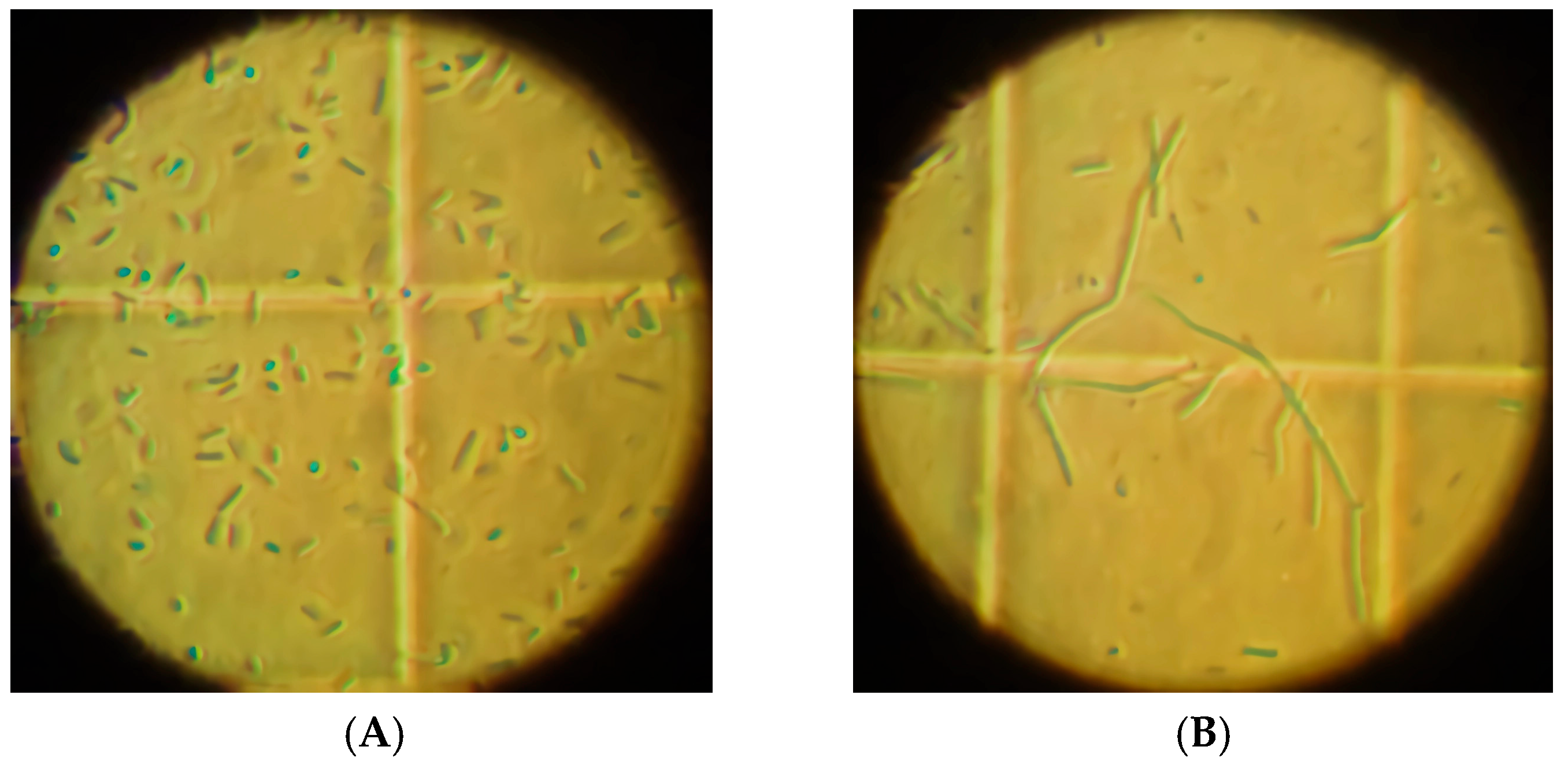 Molecules 30 03632 g004 Molecules 30 03632 g004